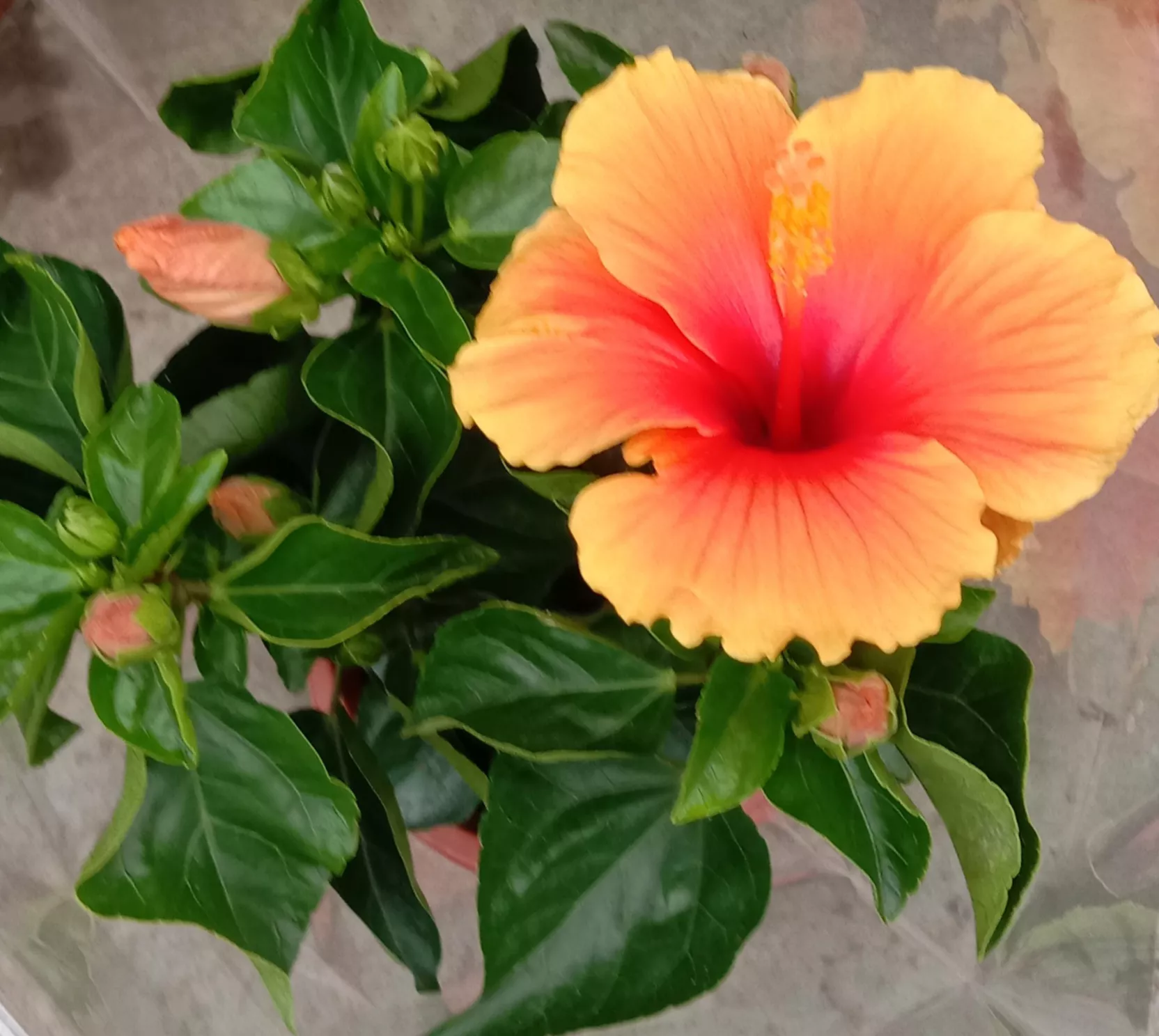 翻开我的生活日记 夏日花花大合集 夏日赏花时刻 我不爱宠物 爱绿植花卉 我不爱热闹 爱清静孤独 我不爱肉食 爰蔬菜