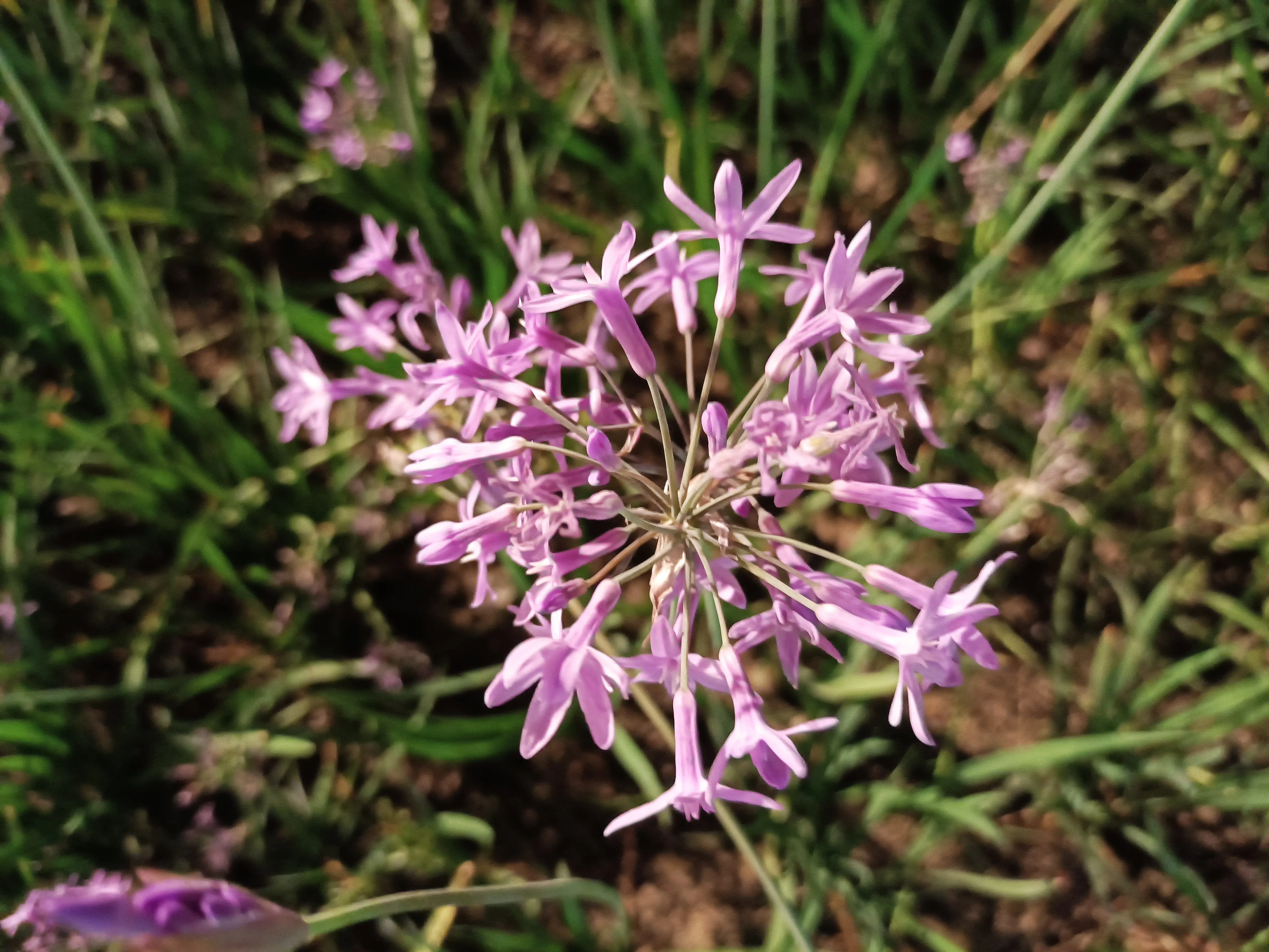 紫娇花的花语 铭记于心紫娇花 又名叫野蒜 矮雪轮 非洲小百合等 属石蒜科多年生草本植物 球根花卉 株高30 50公分 具 天天看点