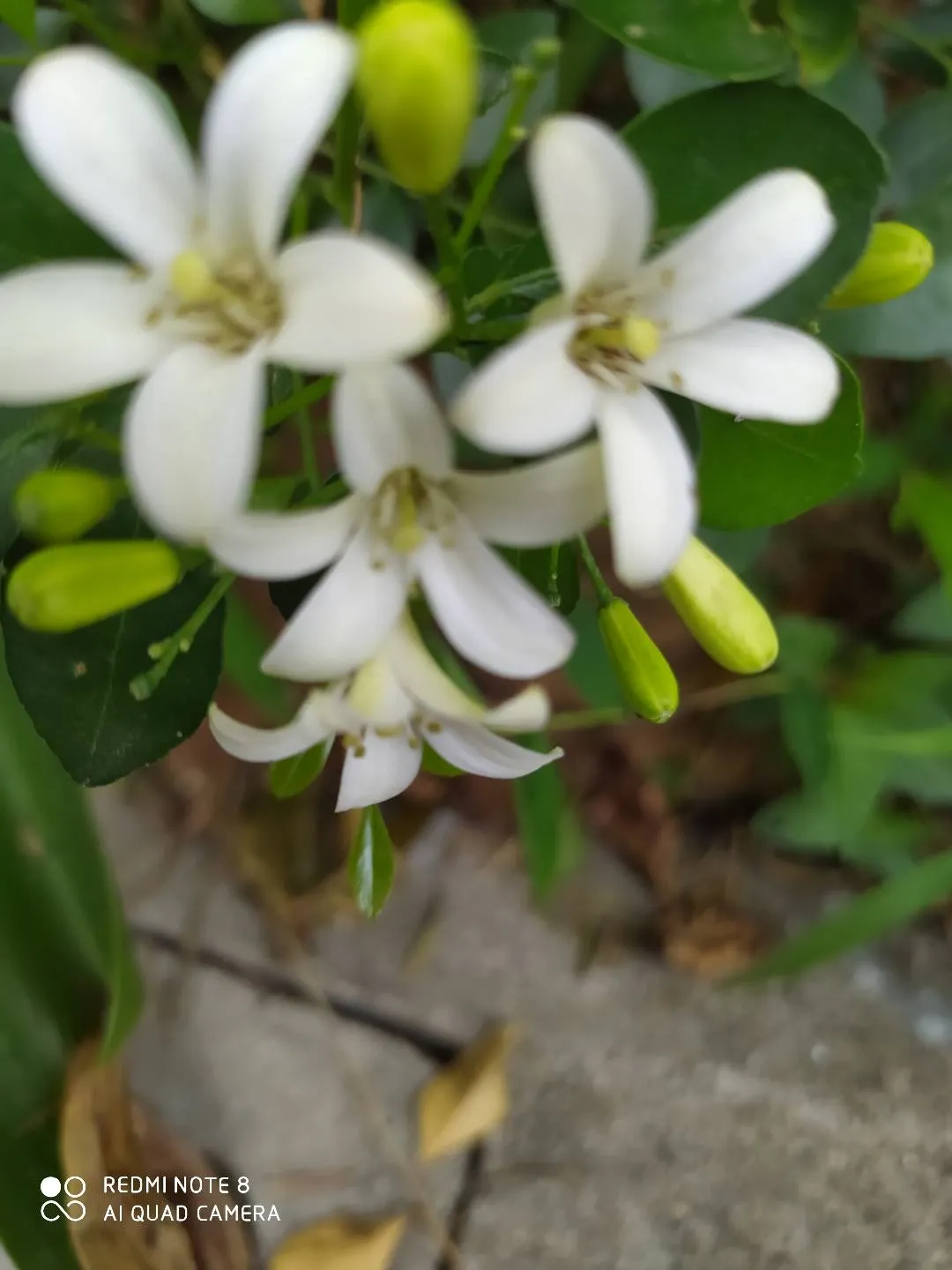 中国无忧花 非州茉莉花 金桔花 这三种花我最喜欢的是中国无忧花 很高大的树 叶子也大也好看 再就是金桔花 这几种花里金桔