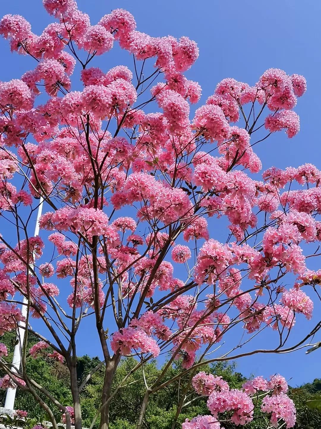 深圳紫花风铃木盛开图片