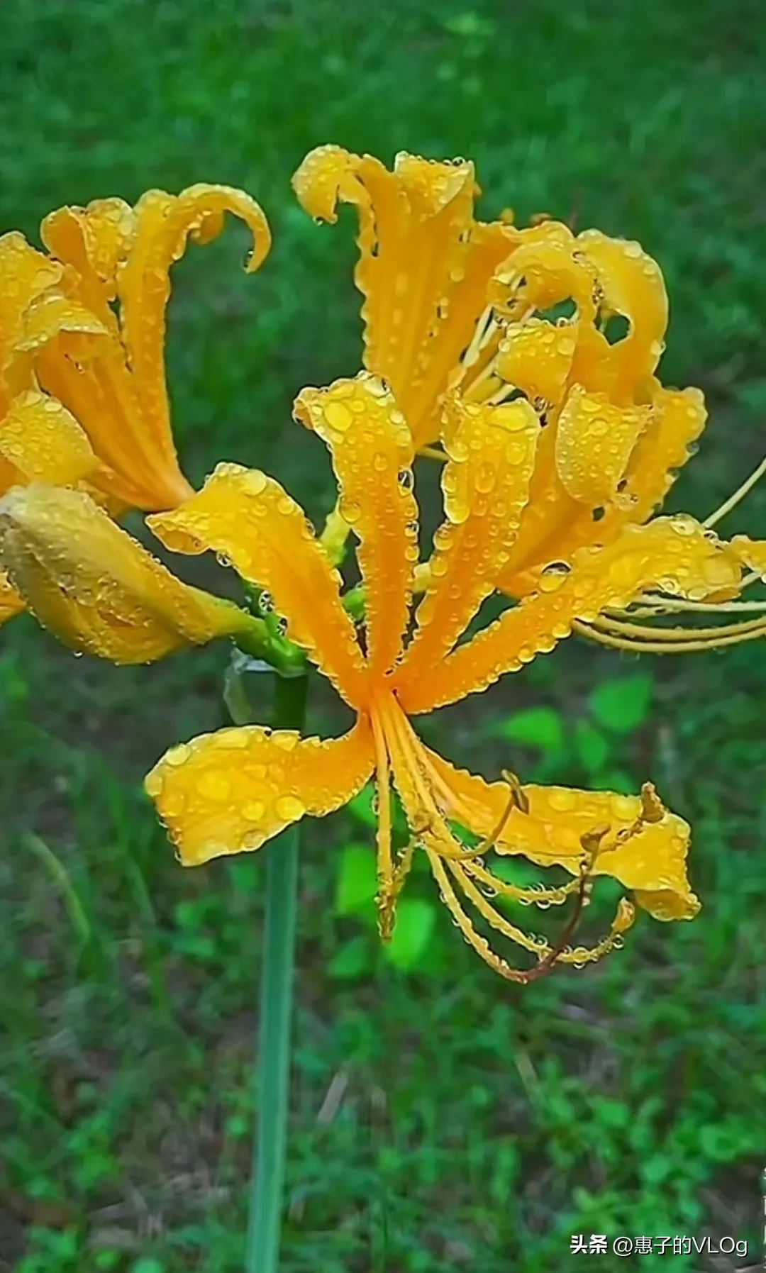 多彩彼岸花花姿優美 五彩缤紛絢麗多彩 婀娜多姿彼岸花開開彼岸 花開葉落三千年 縱使花葉永不見 入骨相思在忘川 打卡挑戰