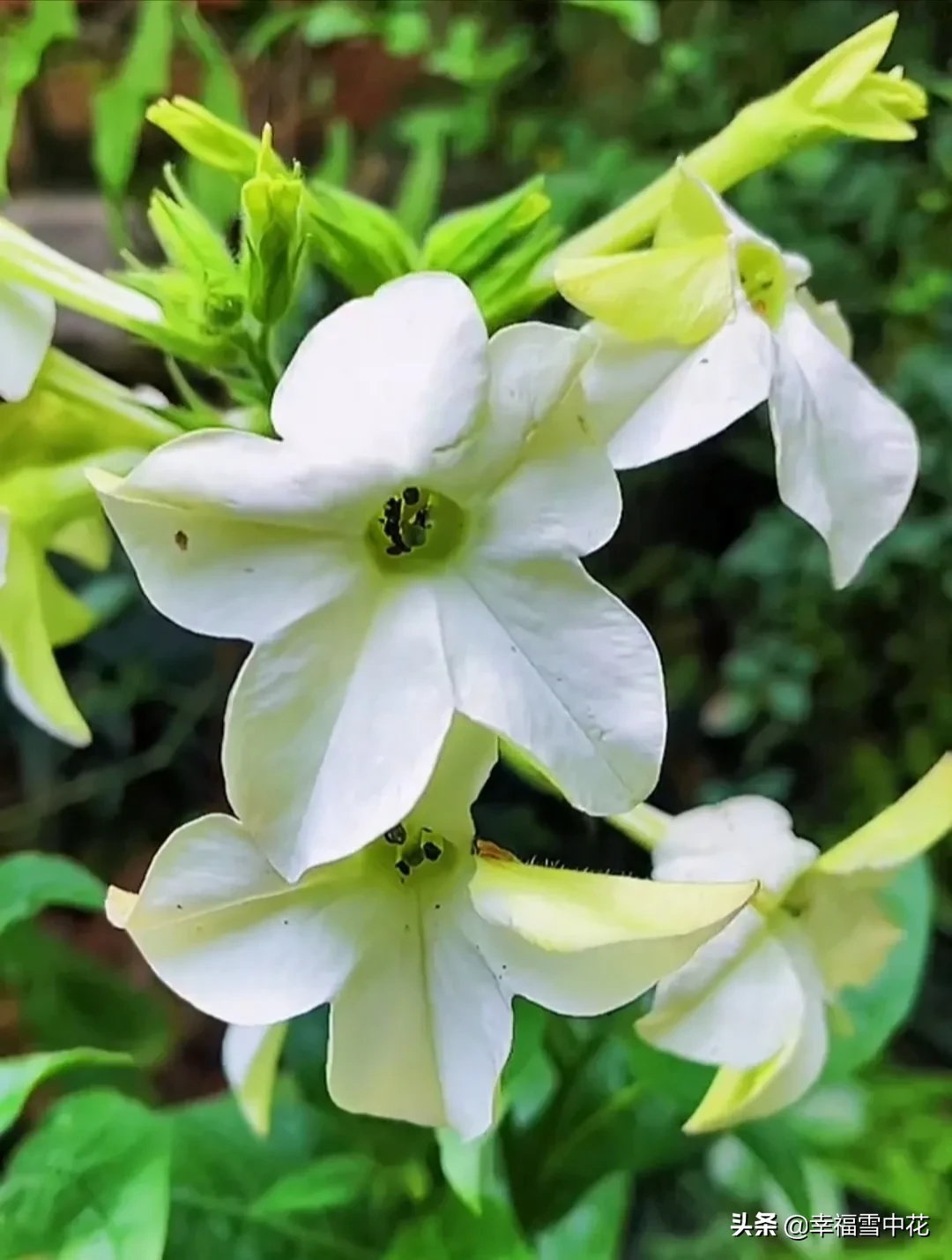 每日一花 花煙草是茄科 煙草屬有限的多年生草本植物 适合在通風的 不淋雨的地方種植 喜歡溫暖 陽光充足的生長環境 可耐