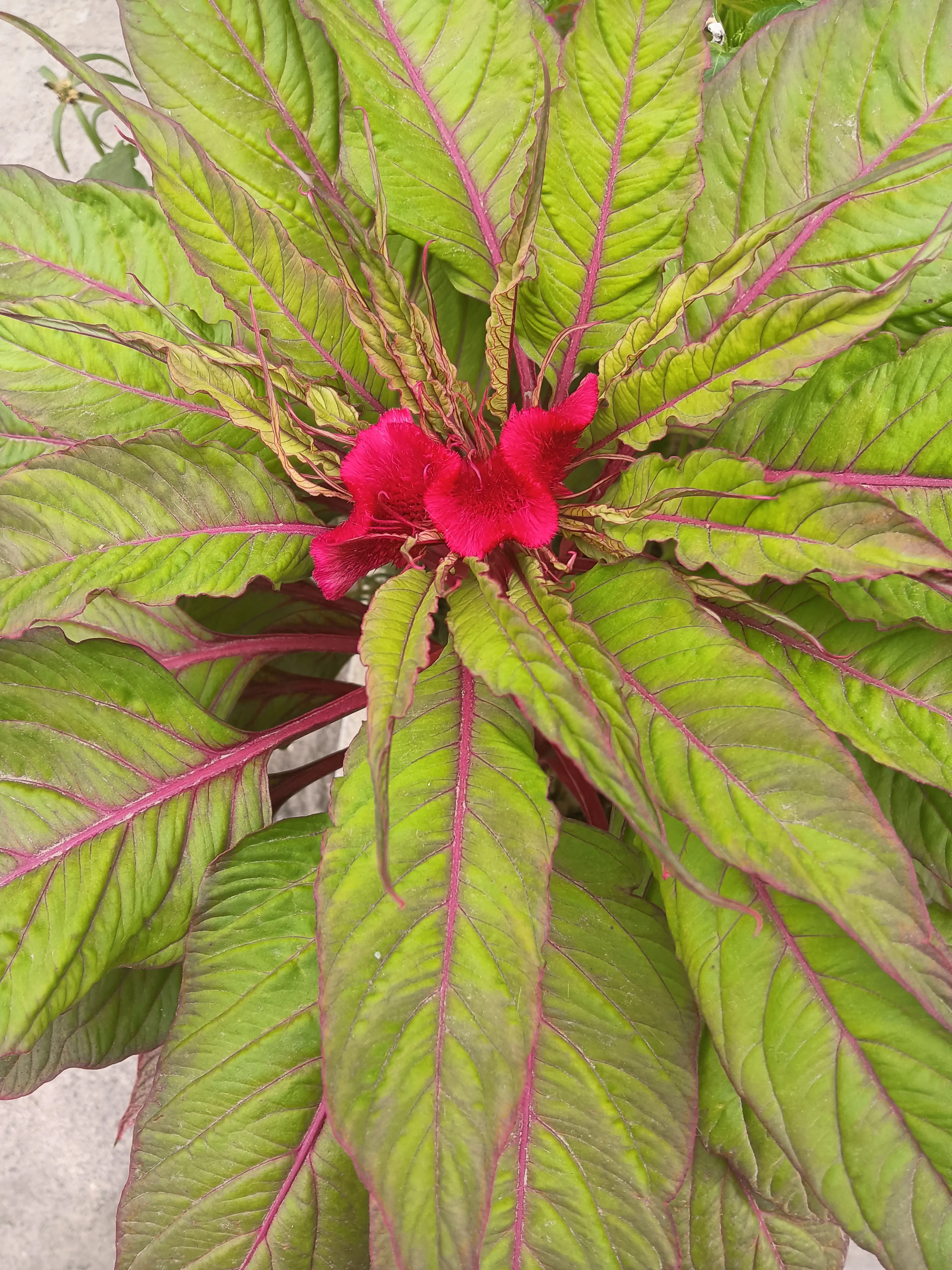 就浅过一下夏天吧 多年没养鸡冠花了 这别人门前养的鸡冠花已出花冠 就显小了点 鸡冠花喜肥土会长的很大状如鸡冠 夏季拍