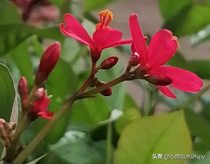 原创图片 琴叶珊瑚 别名变叶珊瑚花 花瓣似琴红色花 一年绽放不停歇 花虽艳丽汁有毒 观赏请勿用手摘 天天看点