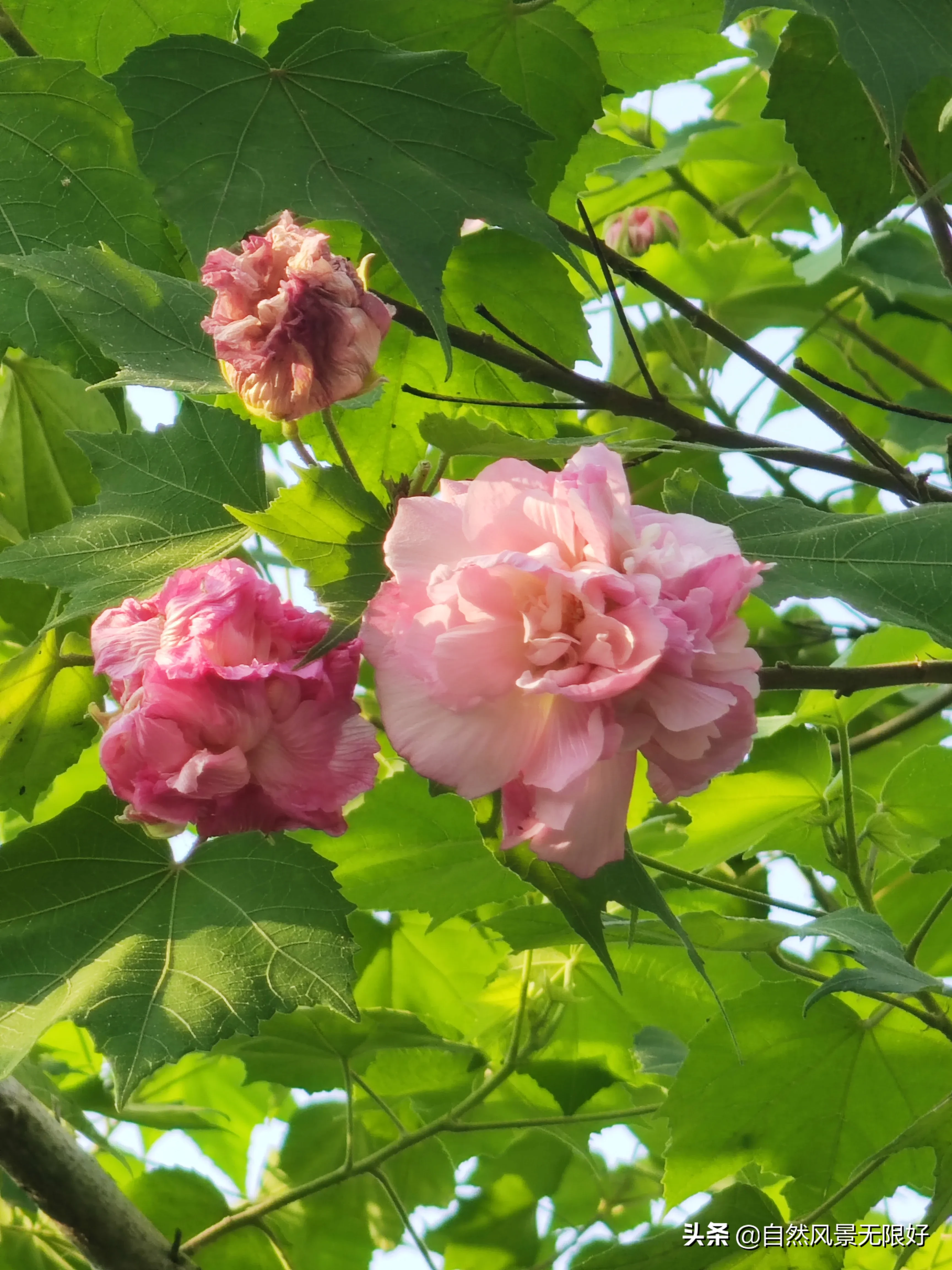 This Morning I Suddenly Found That In The Community The Hibiscus Flowers Have Finished Blooming Full Of Tree Flowers Some Flowers Have Begun To Thank Hibiscus Flowers Are Generally Normal In