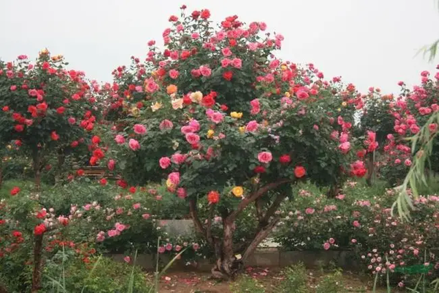 它是花卉界的棒棒糖,养一棵美翻了,浓香四溢,回头率百分百 - 趣味头条