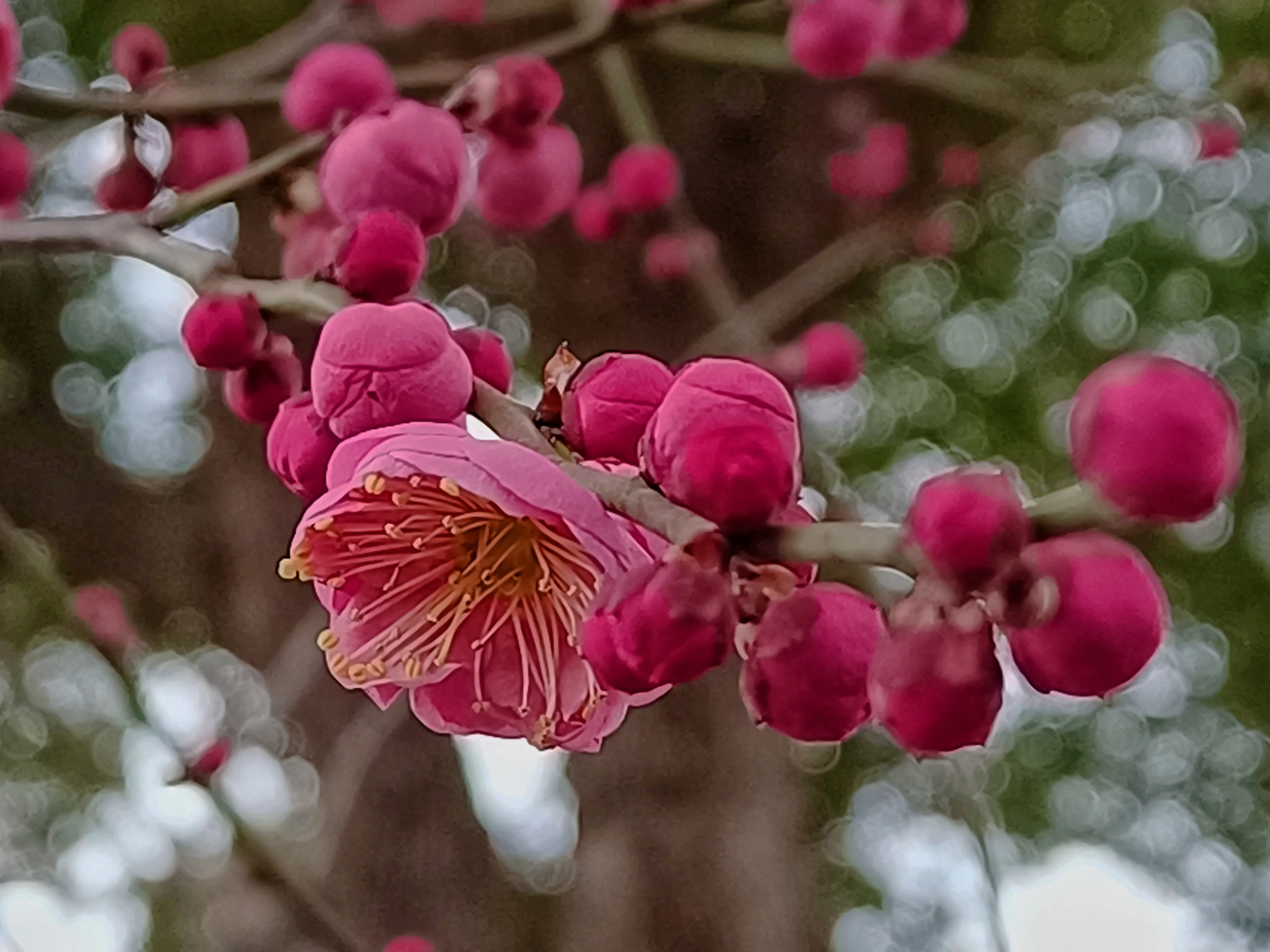 上午去無錫 梅園 賞梅 隻有局部幾棵梅樹開花 隻能拍近景特寫不能拍全景 梅花開花期還沒到 最佳觀賞期三月份 天天看點