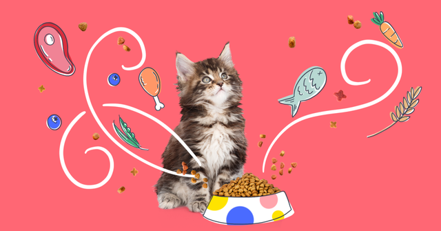 【人的食物】你的食物正害死你的猫｜猫猫能吃人的食物吗？｜杀死猫猫的108种方法系列｜再见宝贝宠物善终关爱
