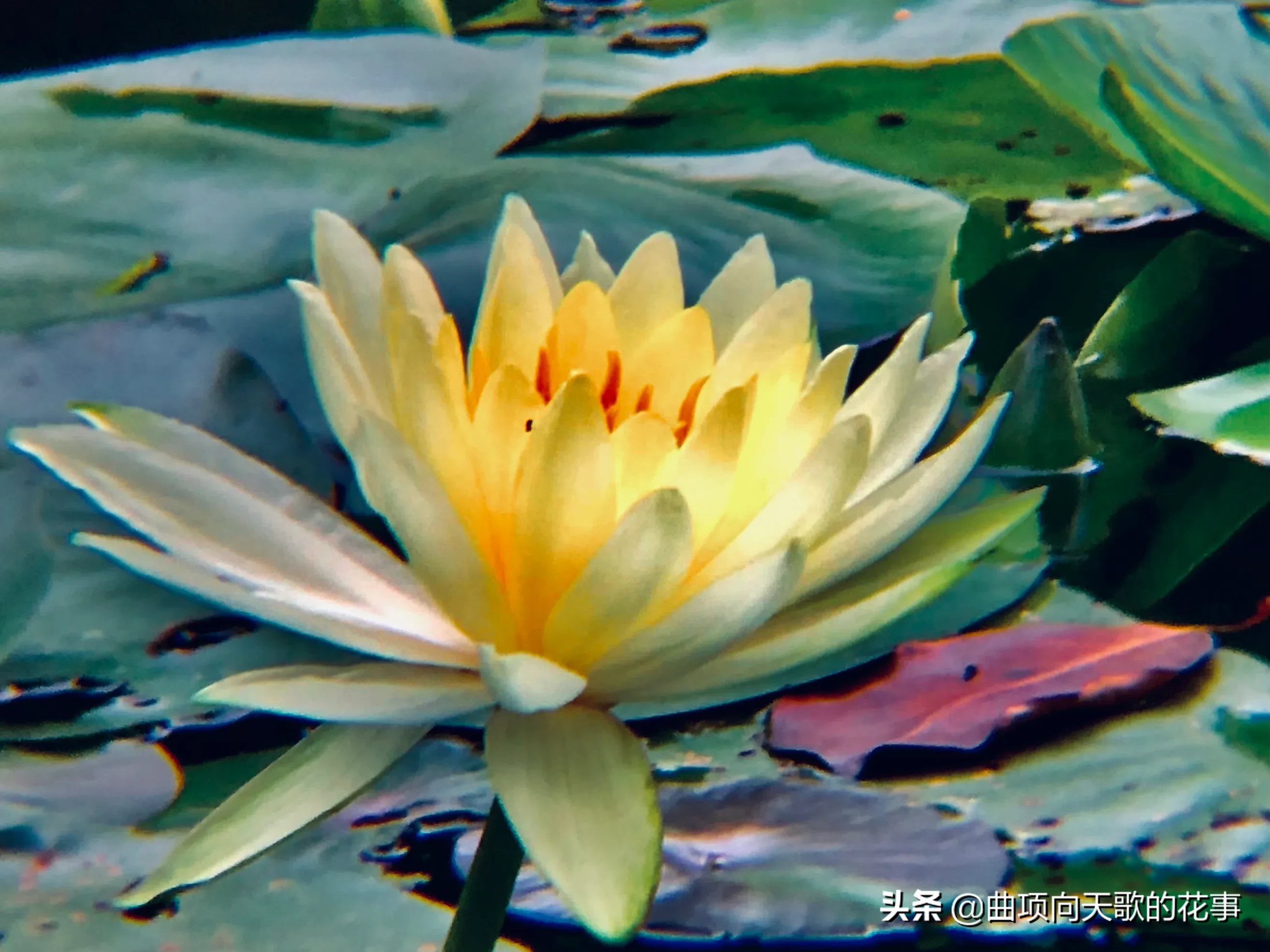 曲项向天歌的花事 22每日一花 第193朵 睡莲 别称 水浮莲 子午莲翠叶圆圆浮水面 缤纷睡莲出叶间 水中女神花