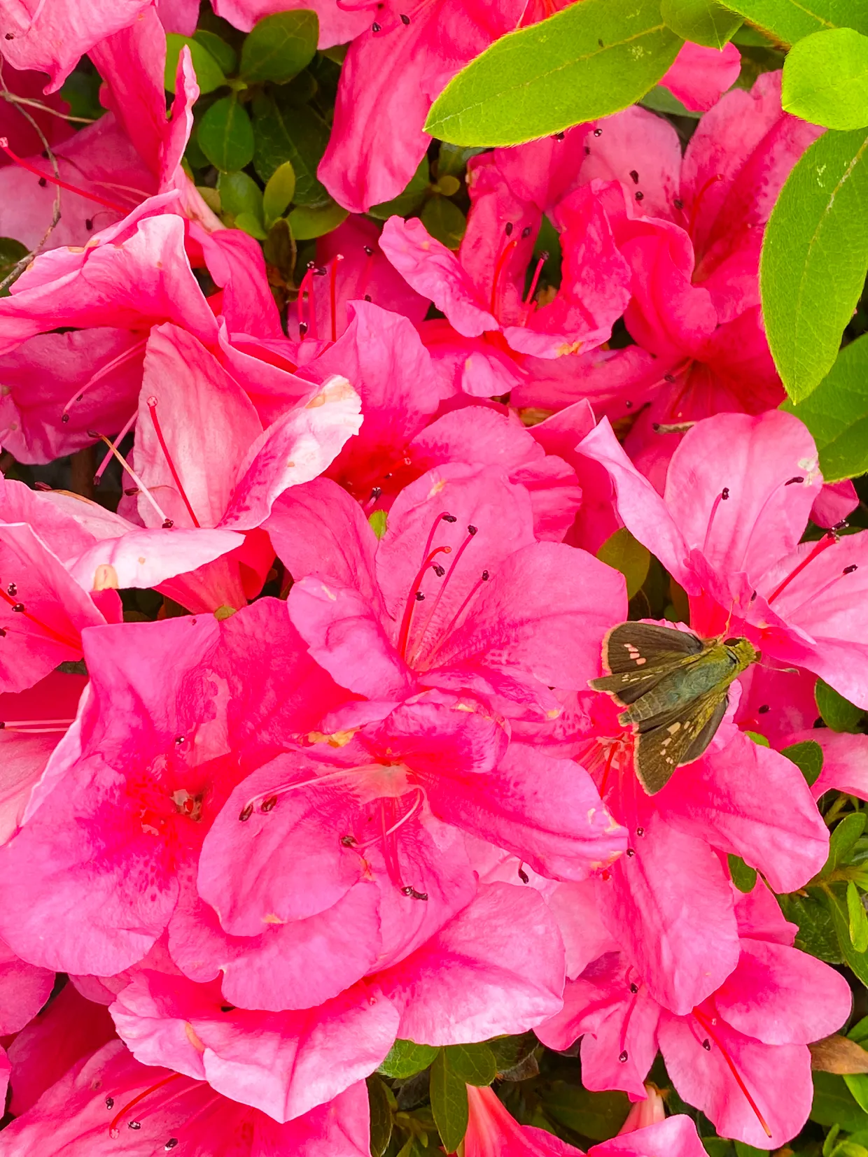 浪漫五月天 初夏时节 杜鹃花还在盛开 鲜艳夺目 红色浪漫 初夏时节的杜鹃花和春天的不一样 花朵变小了 颜色变紫红色了 天天看点