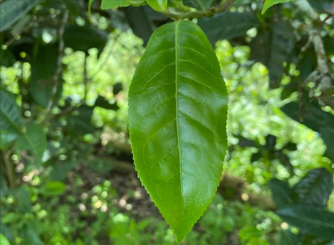 多老才算古树茶？普洱古树茶好在哪？这条认知误区，戳穿古树茶的“谎言”