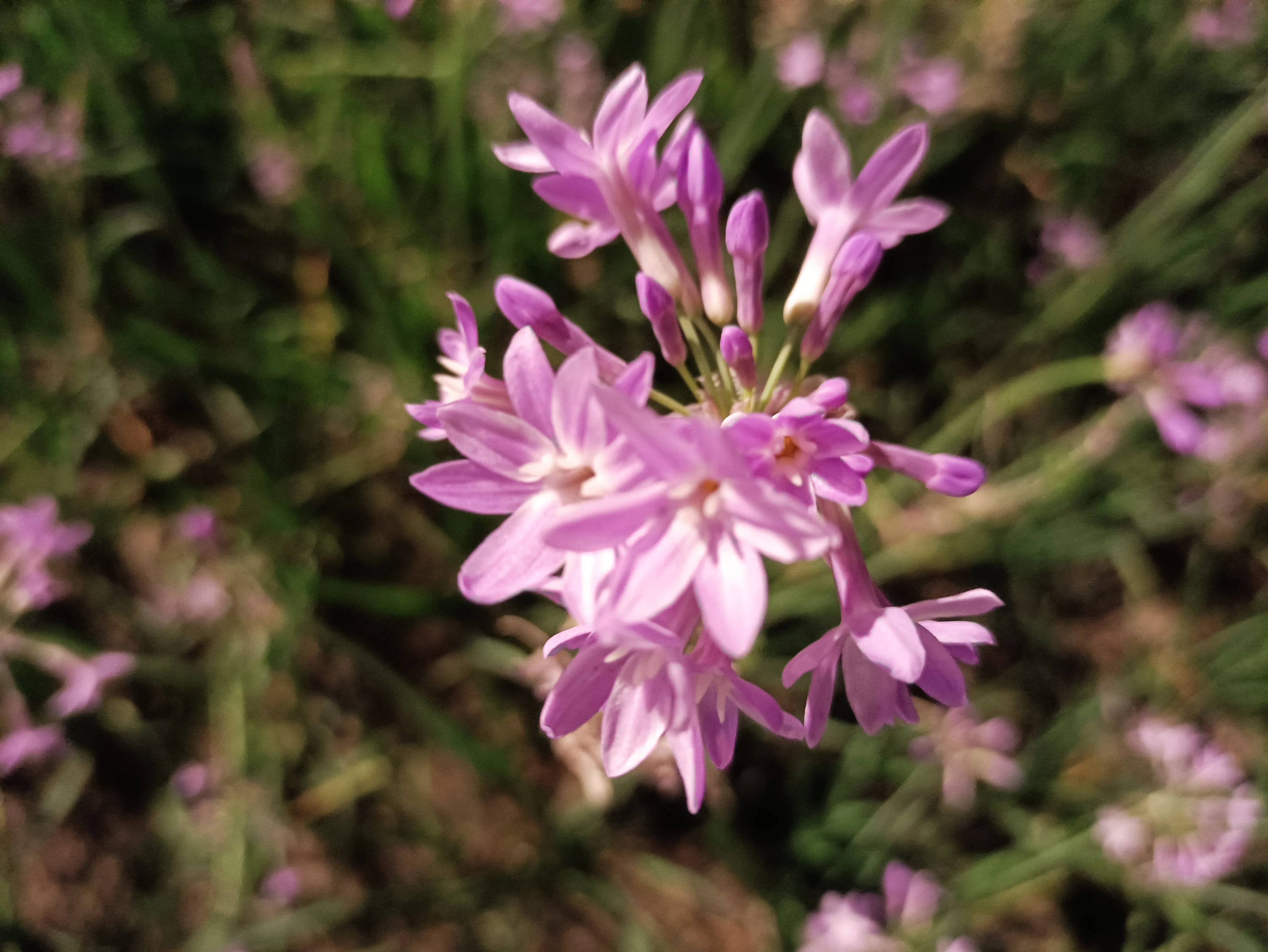 紫娇花的花语 铭记于心紫娇花 又名叫野蒜 矮雪轮 非洲小百合等 属石蒜科多年生草本植物 球根花卉 株高30 50公分 具 天天看点