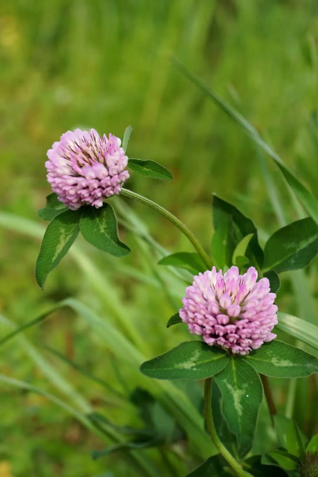 红车轴草别名 红三叶 红荷兰翘摇植物界 被子植物门 双子叶植物纲 蔷薇目 蔷薇亚目 豆科 蝶形花亚科 车轴草族 车轴草属