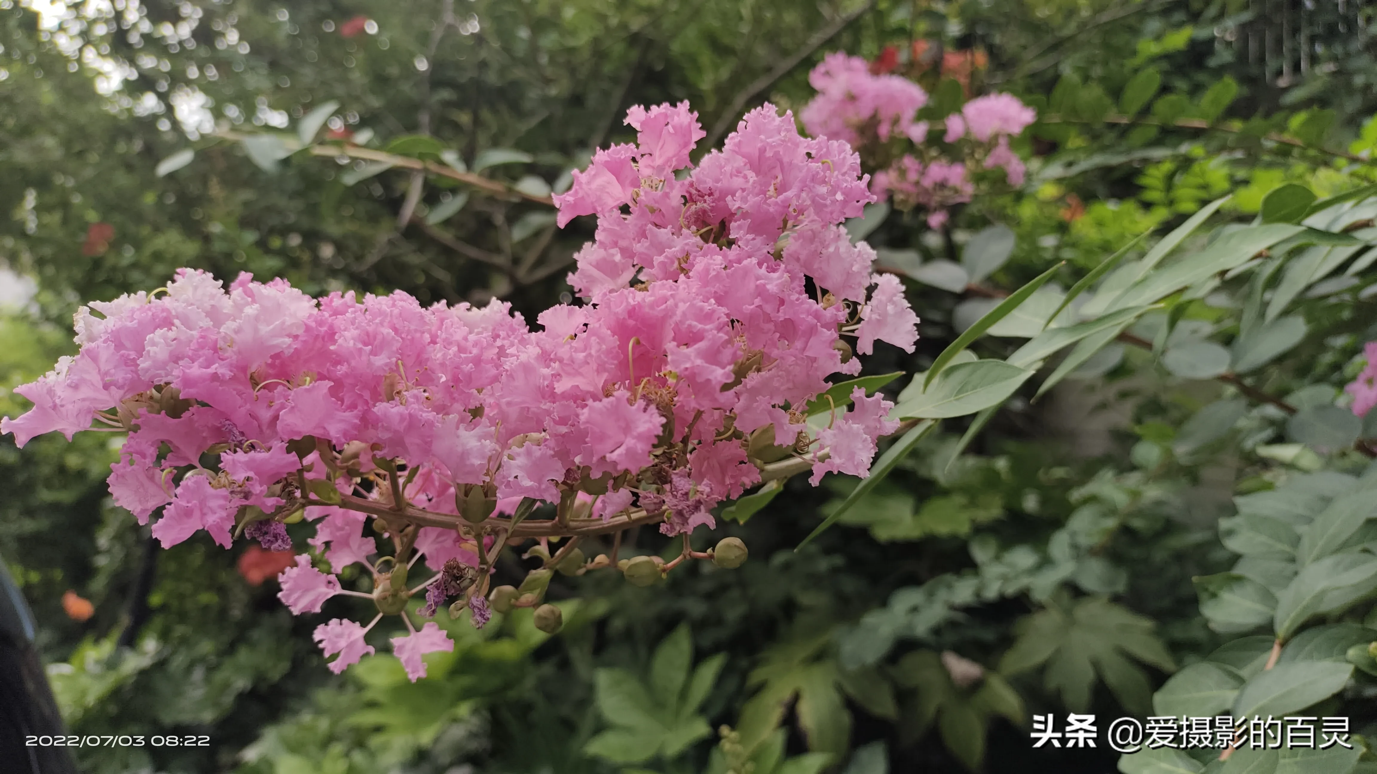 夏日賞花時刻 世人常說 人無百日好 花無千日紅 是說歲月無情 美好的東西都不會太長久 但是千日紅的花期卻很長 從春夏陸