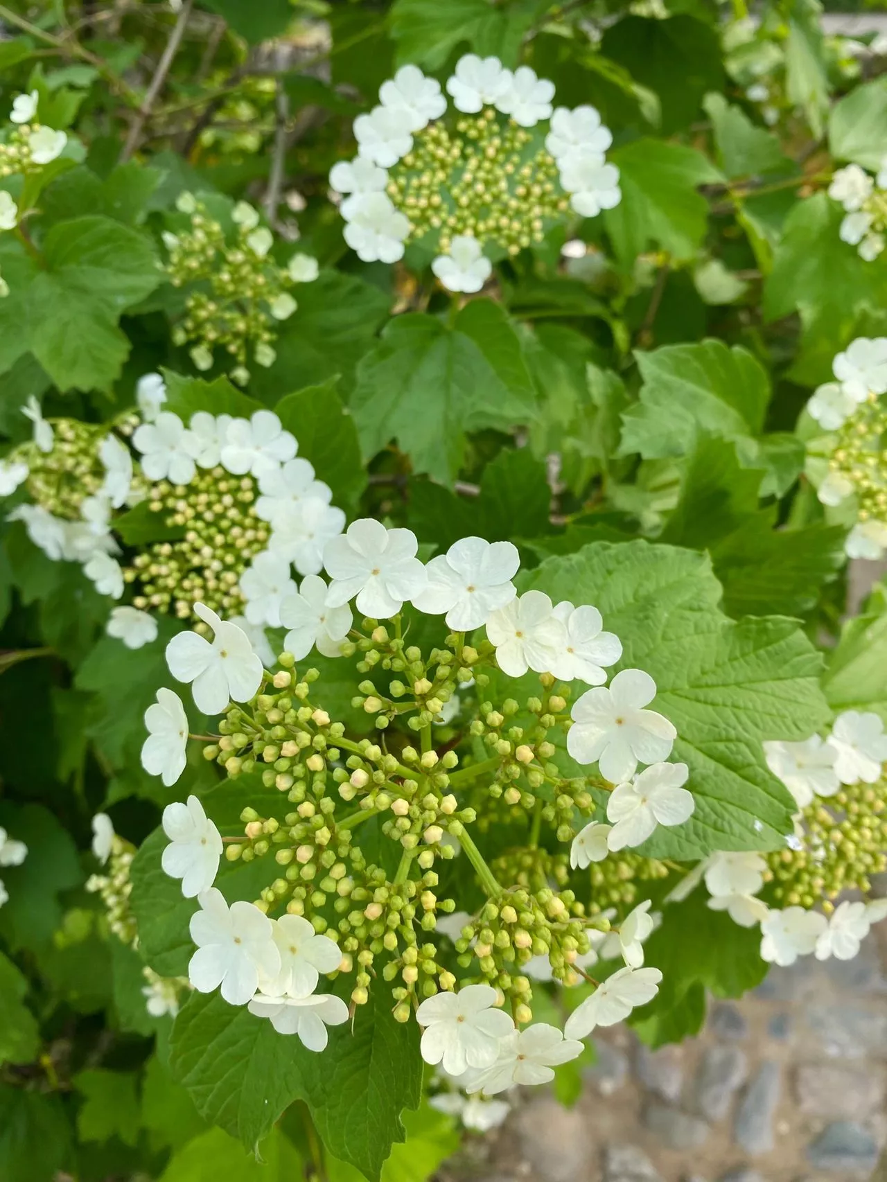 天目瓊花 别名 雞樹條 雞樹條莢蒾 佛頭花 忍冬科 莢速屬植物 樹态清秀 葉形花開似雪 果赤如丹 是五福花科莢蒾屬歐洲莢