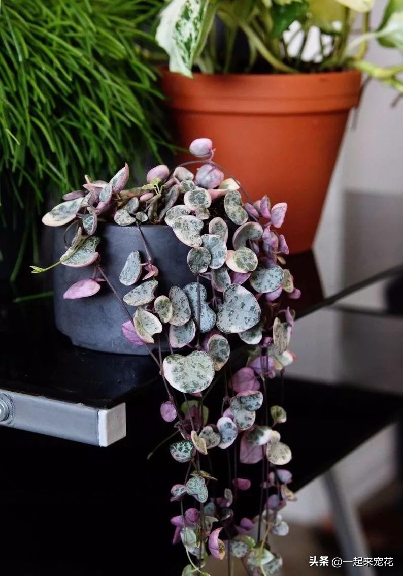 想要養花 大家可以試試愛之蔓 這是一種肉質植物 看上去非常的特别 葉片是心形的 長出很多新葉 看上去生機勃勃的 可特别了