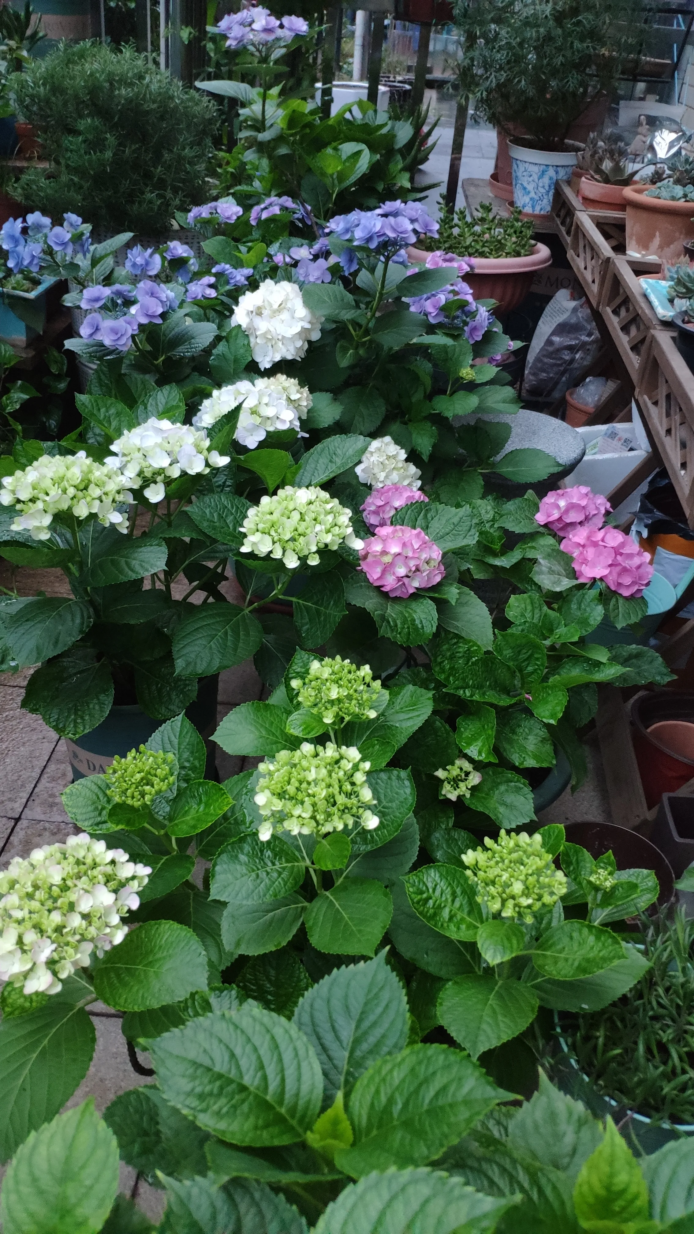 花 花园 我的草木时光 绣球花 五月夏浅春深浓绿凝脂花红争艳静坐于此方寸间感觉自己有点壕我有那么多绣球花二十盆 天天看点