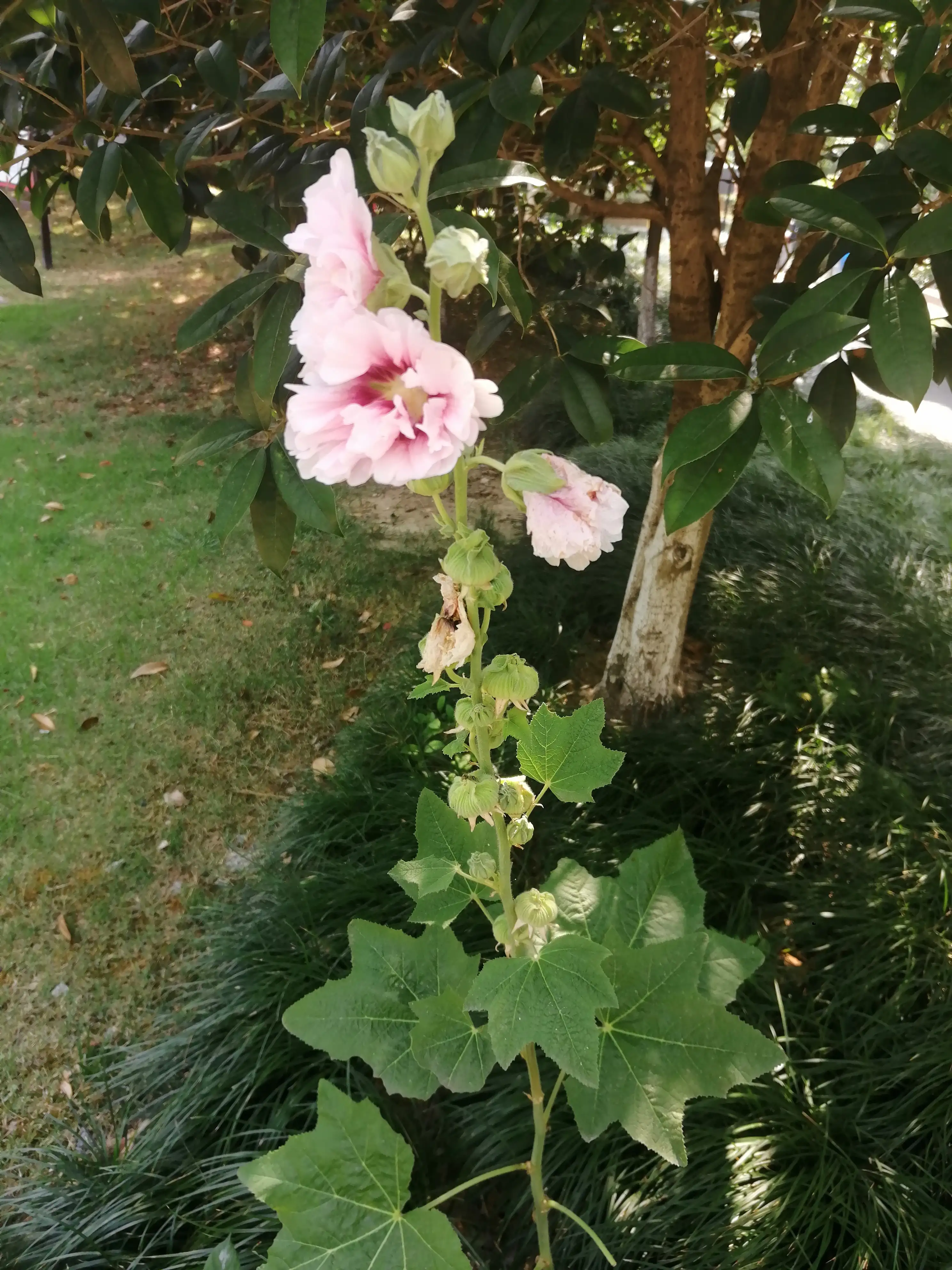 相距十天蜀葵花盛开的季节 6月7日图4 6是首次发现 鲜艳夺目 美丽动人 今天是6月16日 再前往观察 花越开越小 朵数