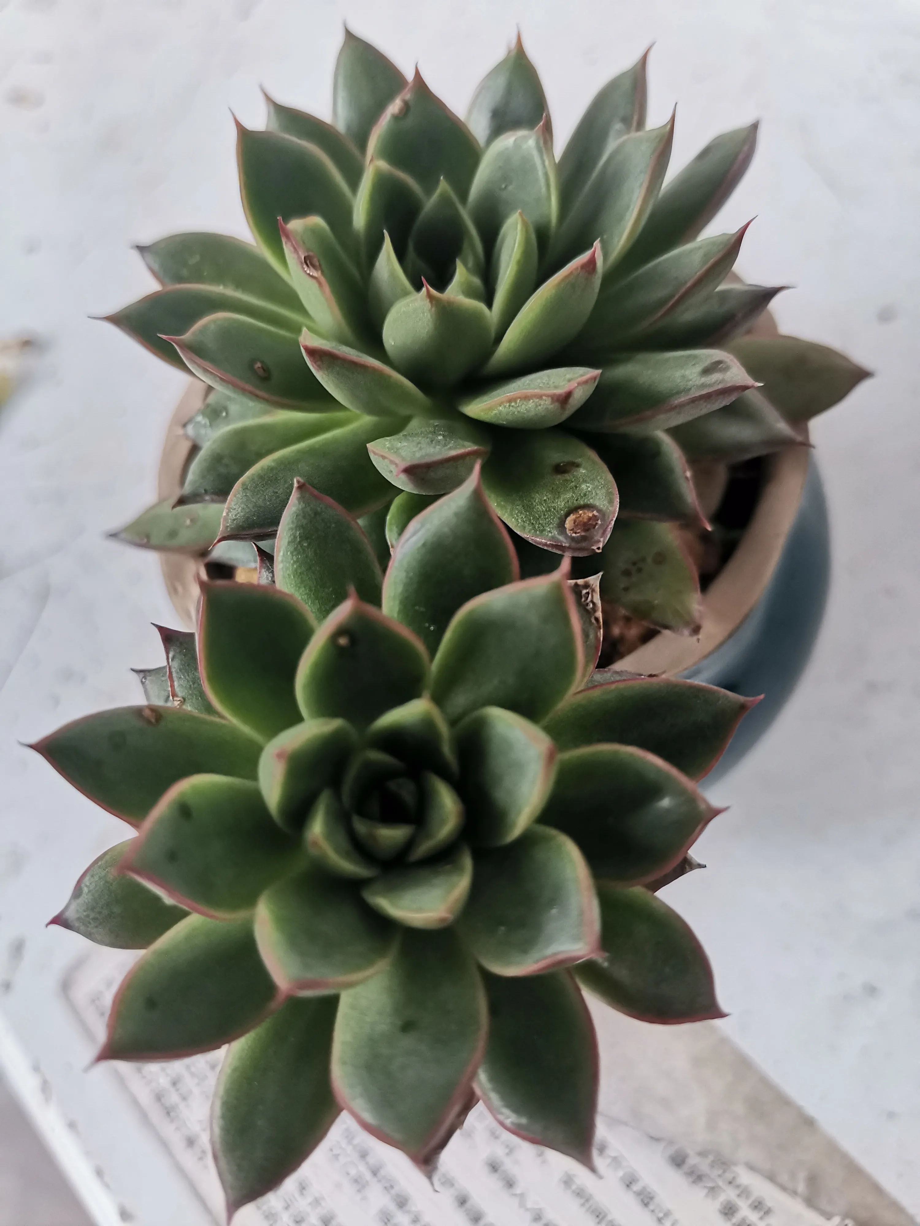 麒麟座多肉景天科拟石莲花属肉质草本开花植物 为星座系列多肉品种之一 株型相对其它多肉植物较大 和大和锦形态比较相似 株高