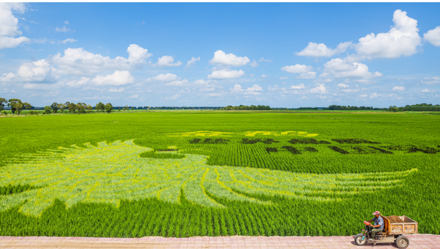 加速布局全国核心优质主粮产区 金鹤大米迈入高端品质“稻”路 要闻 第1张