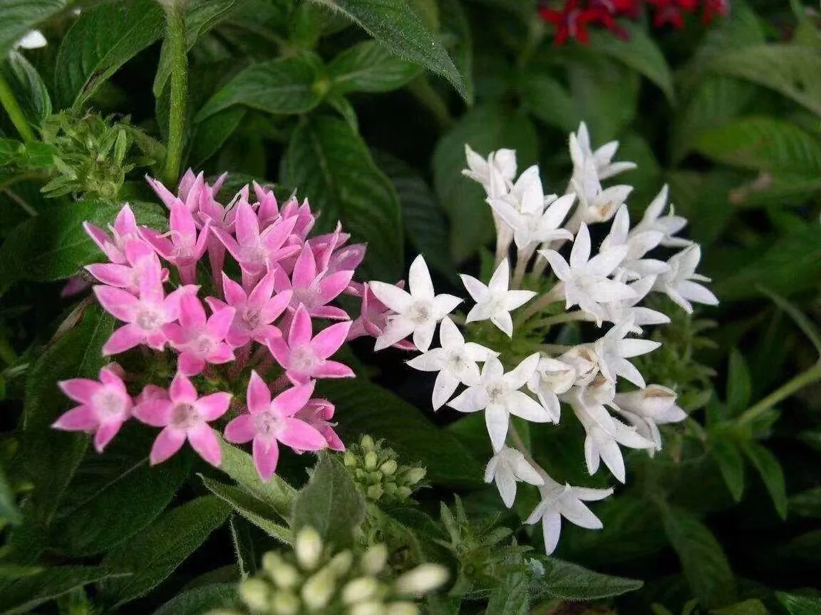 五星花别稱 雨傘花 繁星花 星形花 埃及衆星花 草本仙丹花植物界 被子植物門 雙子葉植物綱 合瓣花亞綱 茜草目 茜草科 天天看點