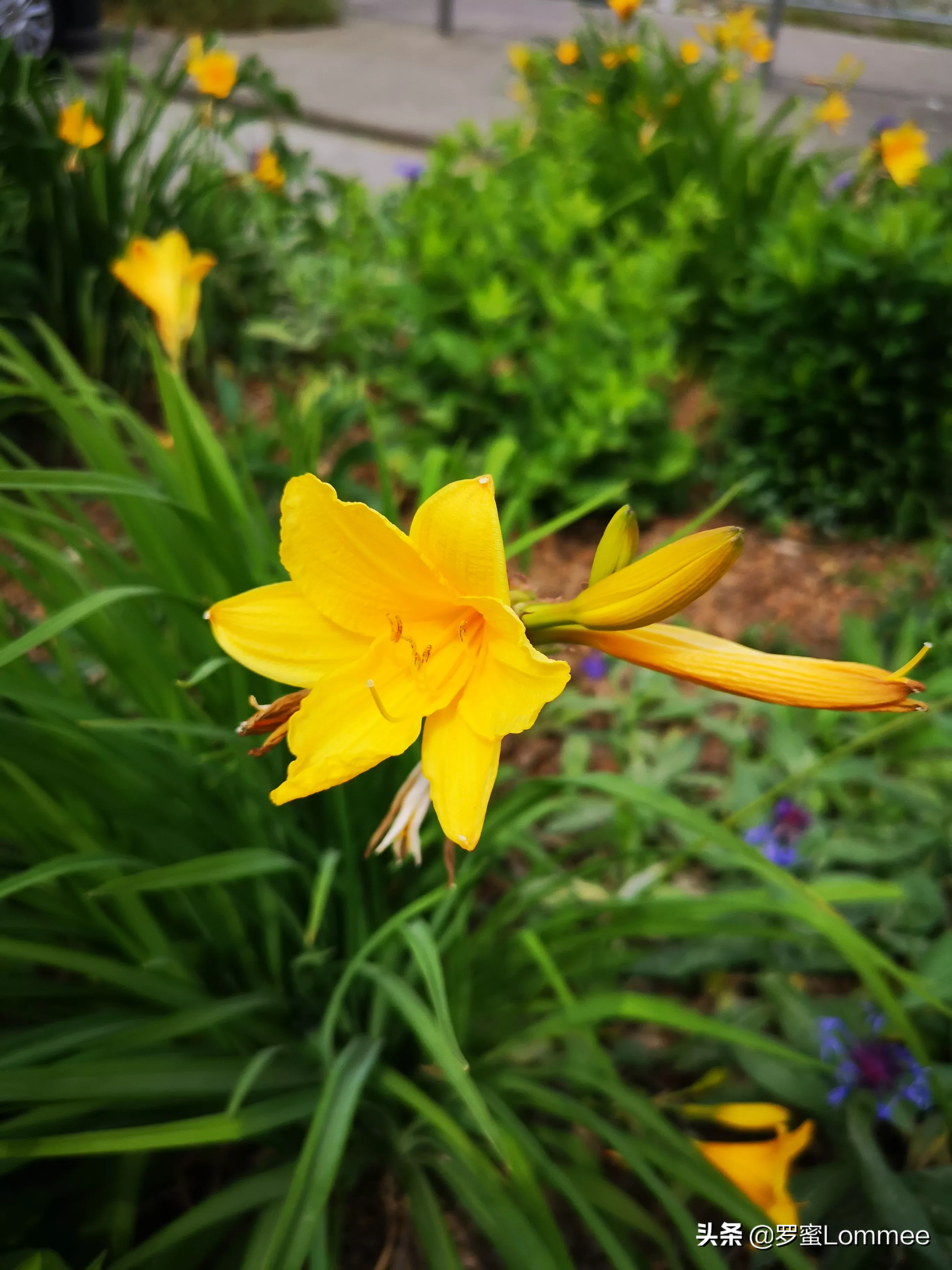 母亲草 萱草 百合科萱草属多年生宿根草本植物 萱草与黄花菜与黄花菜是 近亲 但不能食用 秋水仙碱含量极高 即使经过高温