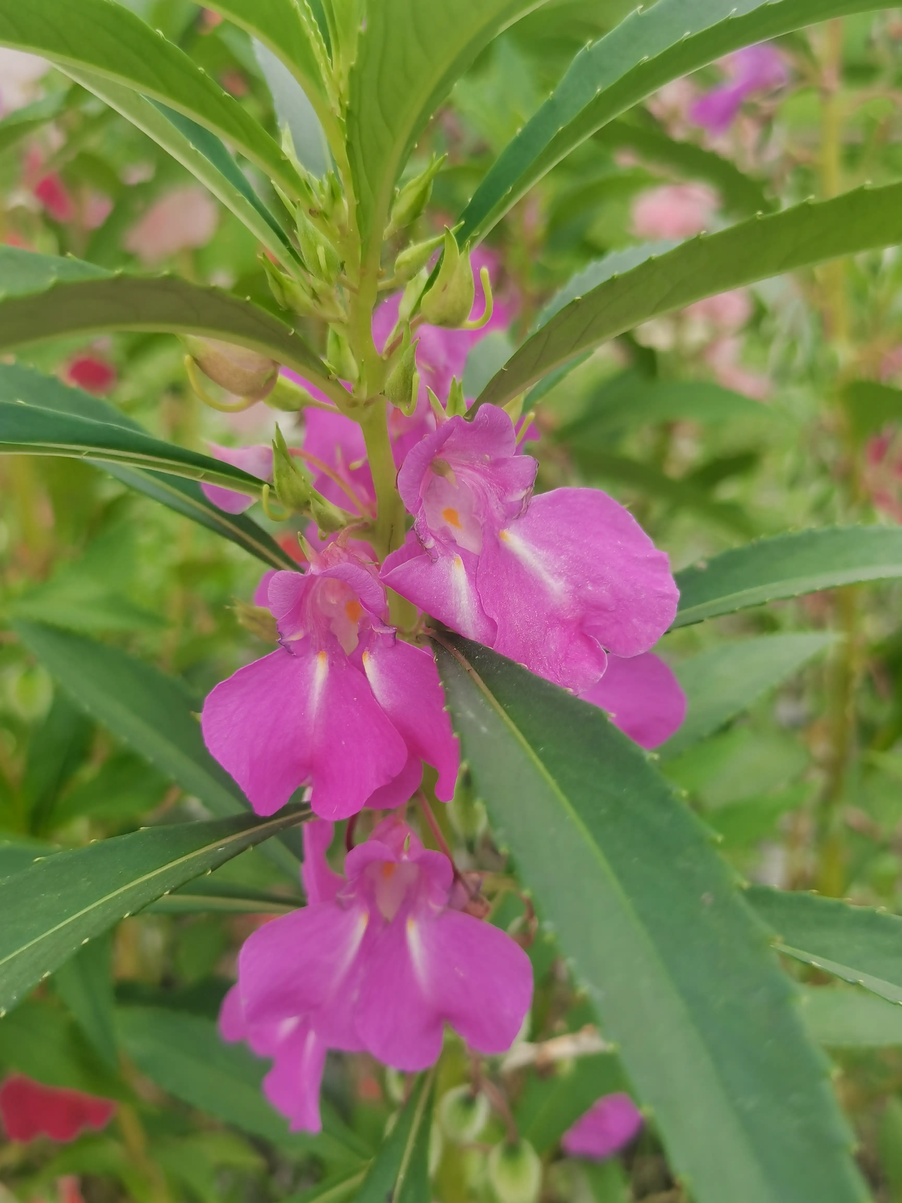 鳳仙花鳳仙花為鳳仙花科鳳仙花屬 别名 指甲花 急性子 鳳仙透骨草 花顔色多樣 有粉紅 大紅 紫色 粉紫 白色等多種顔色 天天看點