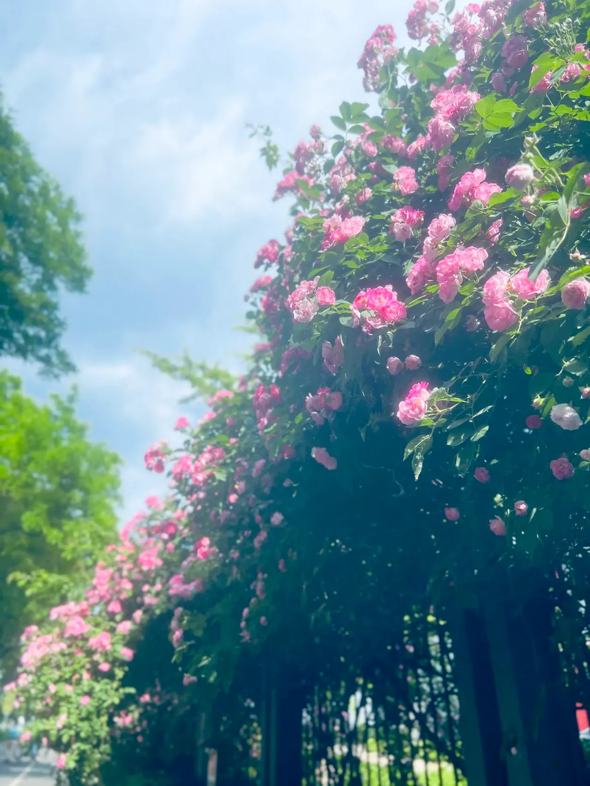 蔷薇花 纵使世界偶尔薄凉 内心仍要繁花似锦 深深懂得 淡淡释放 蔷薇花语 随手拍 天天看点