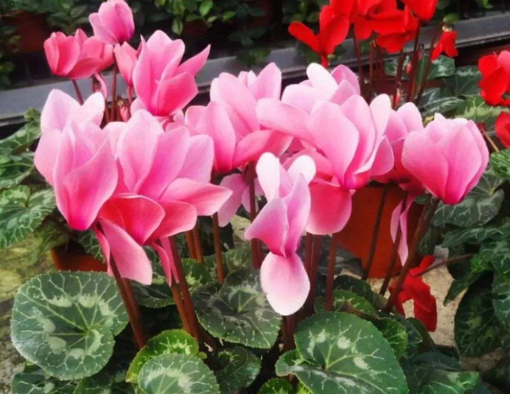 每日一花 花百科 仙客来 Cyclamenpersicummill 别名萝卜海棠 兔耳花 兔子花 一品冠 篝火花 翻 天天看点