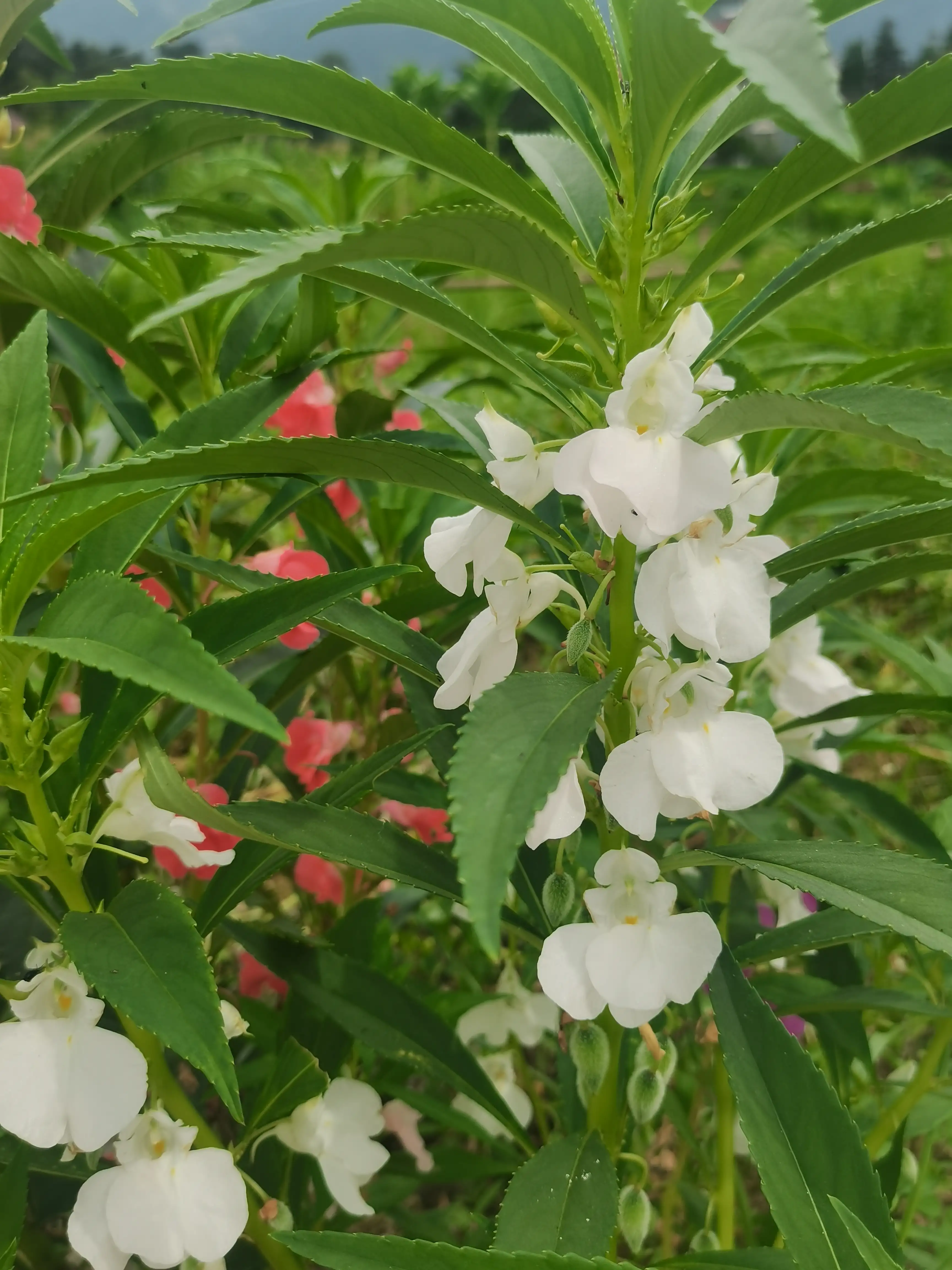 鳳仙花鳳仙花為鳳仙花科鳳仙花屬 别名 指甲花 急性子 鳳仙透骨草 花顔色多樣 有粉紅 大紅 紫色 粉紫 白色等多種顔色 天天看點