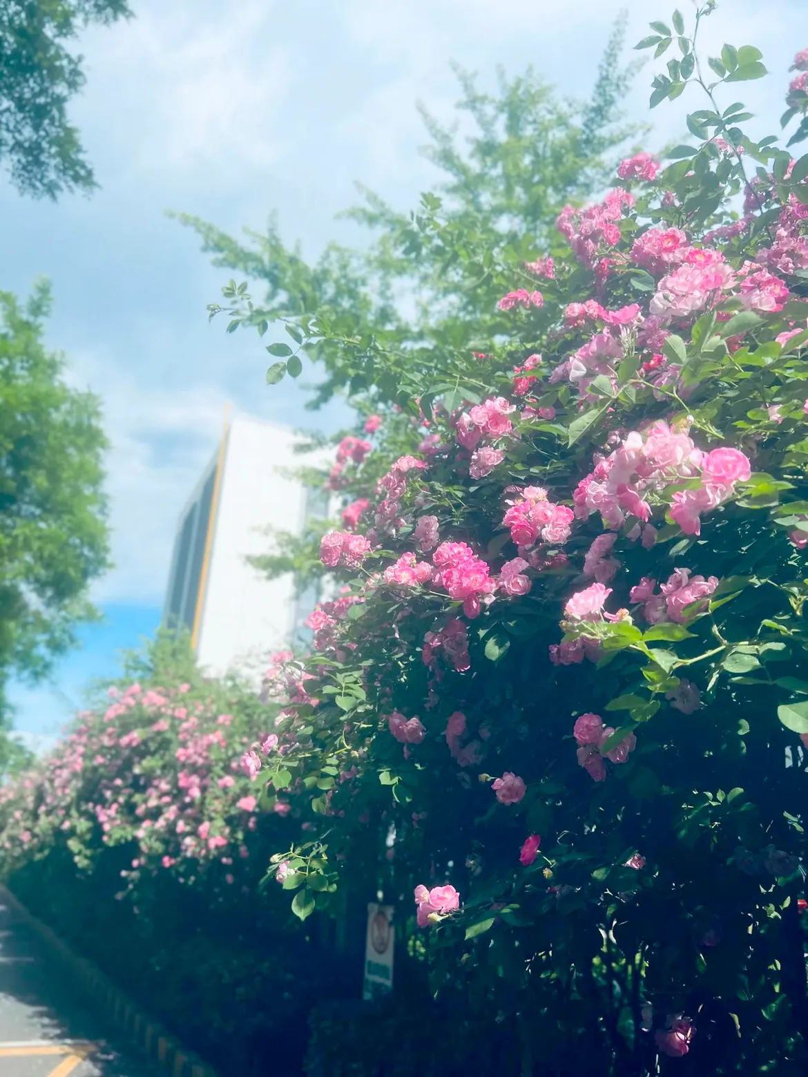 蔷薇花 纵使世界偶尔薄凉 内心仍要繁花似锦 深深懂得 淡淡释放 蔷薇花语 随手拍 天天看点