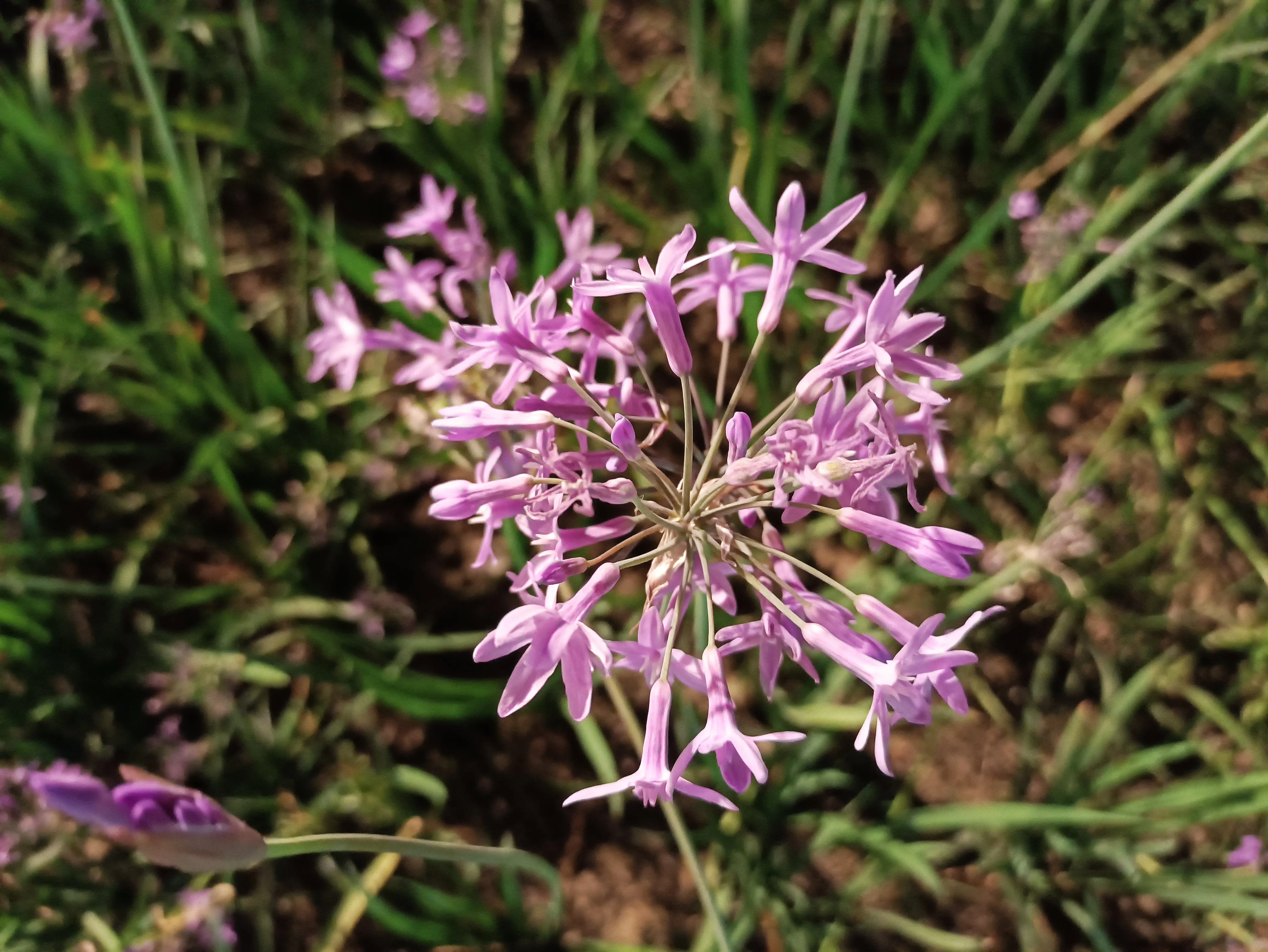 紫娇花的花语 铭记于心紫娇花 又名叫野蒜 矮雪轮 非洲小百合等 属石蒜科多年生草本植物 球根花卉 株高30 50公分 具 天天看点