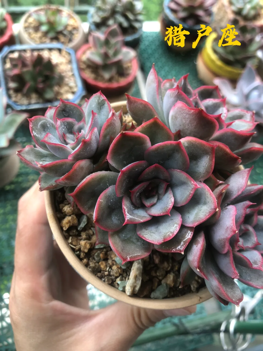 暗冰菲欧娜猎户座这几款肉必须养啊 夏季月影退成菜色后 她们还能给你的肉园 增添一抹梦幻紫 阳台多肉 头条 多肉植物 天天看点