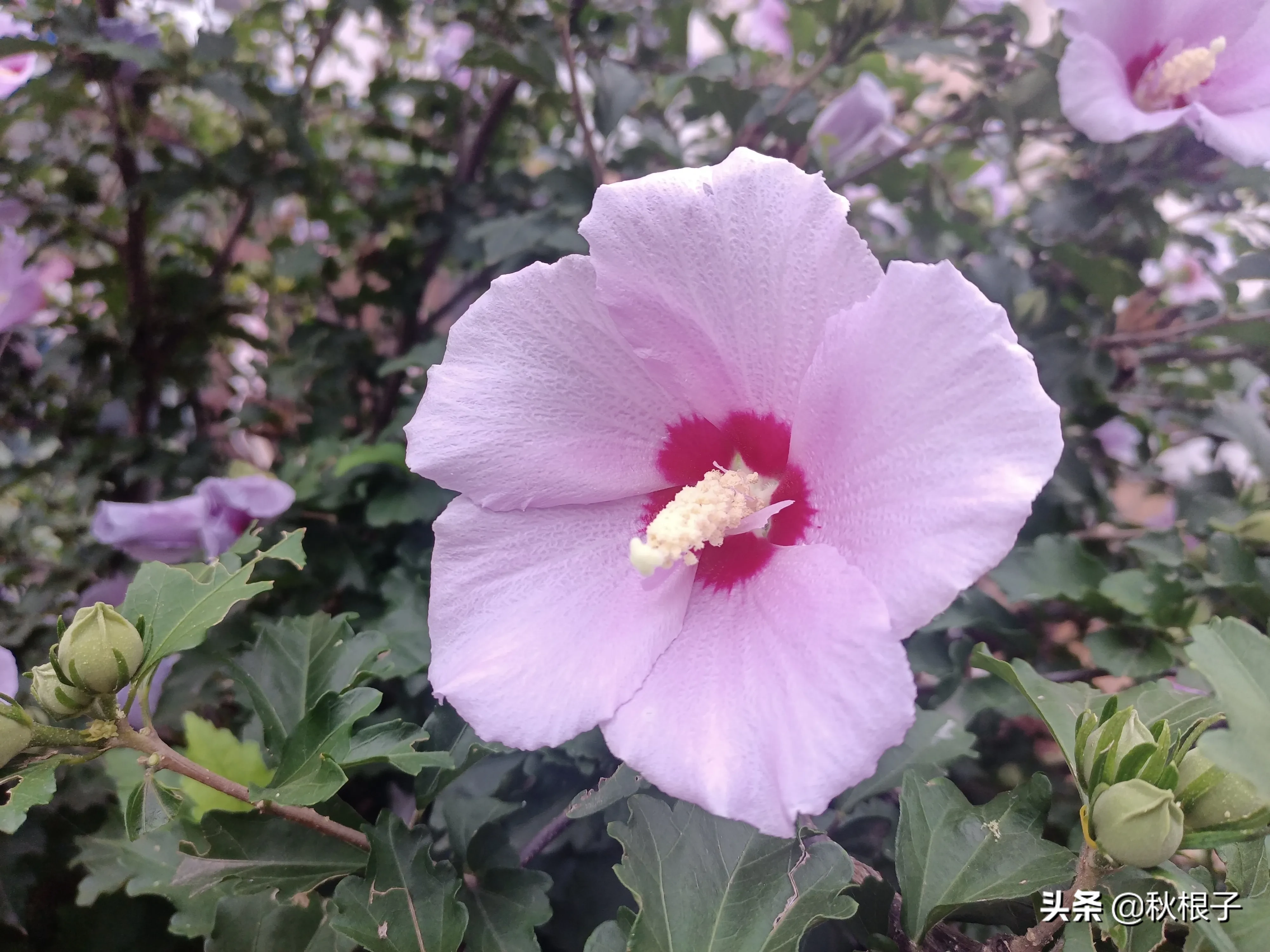 七绝木槿花木槿花开逢大暑 友人门第满庭芳 邻邦国色朝天子 华夏生为一品香 注 木槿中药名朝天子 为韩国 印尼等国国花 天天看点