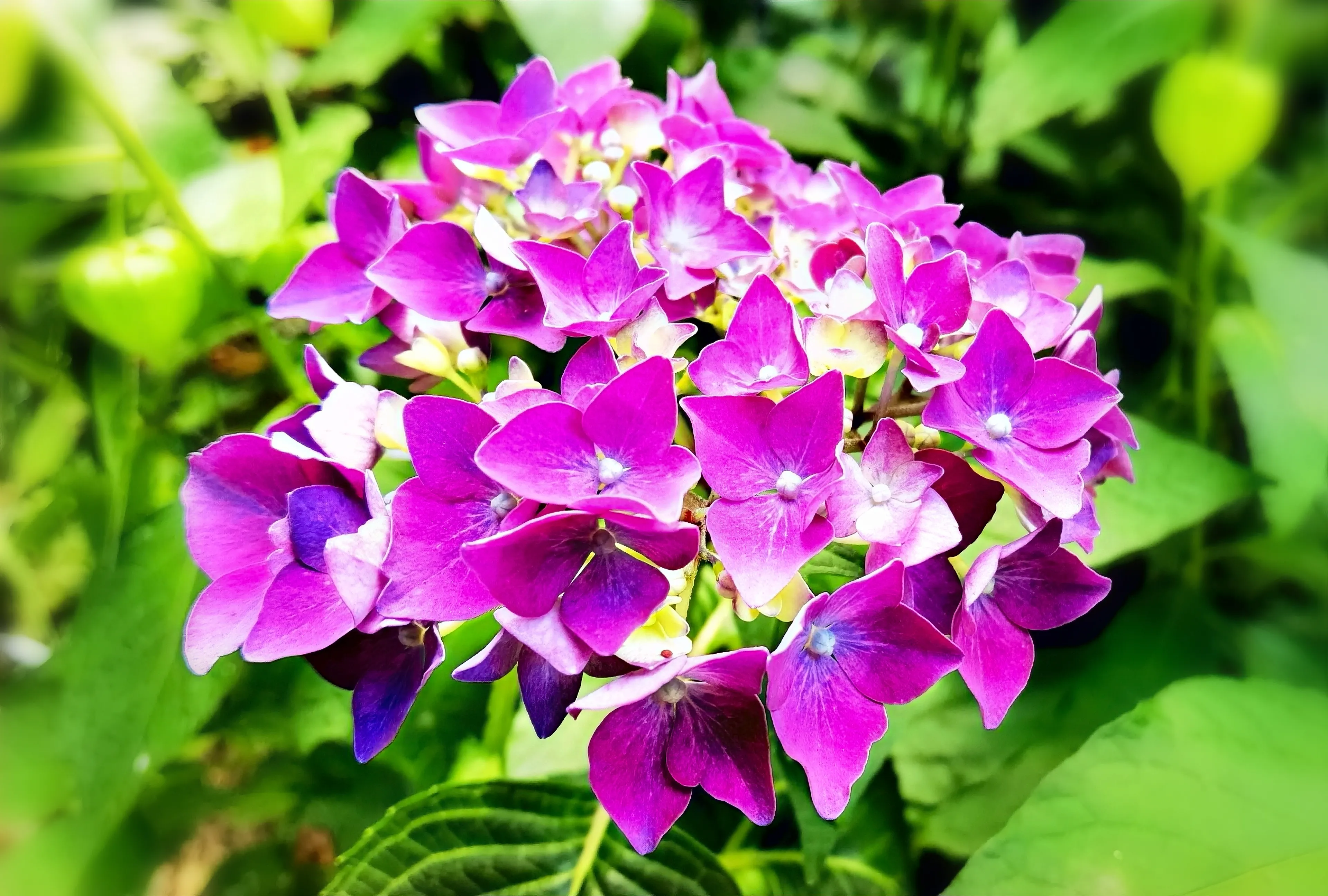 打油诗 赞绣球花多彩艳丽绽初夏 满院盛开绣球花 灿烂温馨情浪漫 幸福团聚醉人家 注 绣球花 又名八仙花 紫阳花 草绣球 天天看点