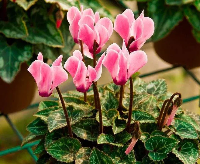 每日一花 花百科 仙客来 Cyclamenpersicummill 别名萝卜海棠 兔耳花 兔子花 一品冠 篝火花 翻 天天看点