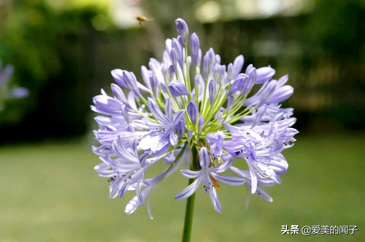 頭号周刊 百子蓮 喜愛的夏花拍攝于澳洲悉尼夏天開的花 非洲百合 Africanlily 當地人如此叫它 因為她就像 天天看點