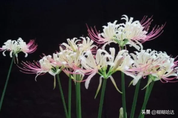 分享圖檔 傳說中的彼岸花美麗憂傷的花 彼岸花開開彼岸 斷腸草愁愁斷腸 天天看點