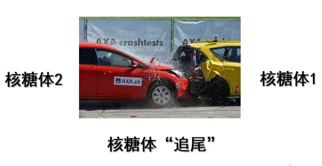 衰老加剧核糖体“罢工”并破坏蛋白稳态平衡