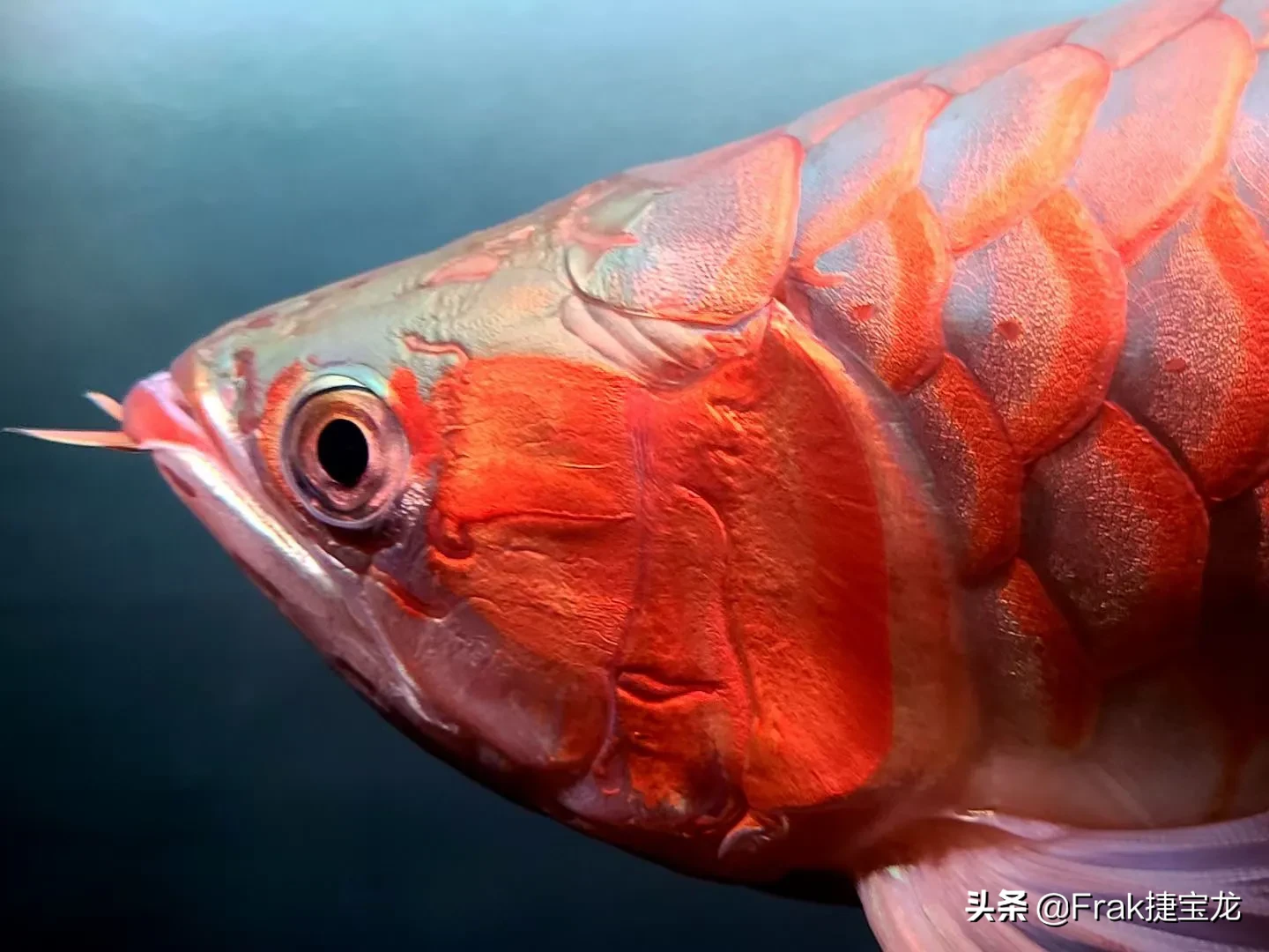 我負責分享您負責欣賞紅龍魚淡水觀賞魚中最為稀少珍貴的品種 紅龍魚體型與金龍魚 紅尾金龍相似 有橘紅 粉紅 深紅和血紅四種