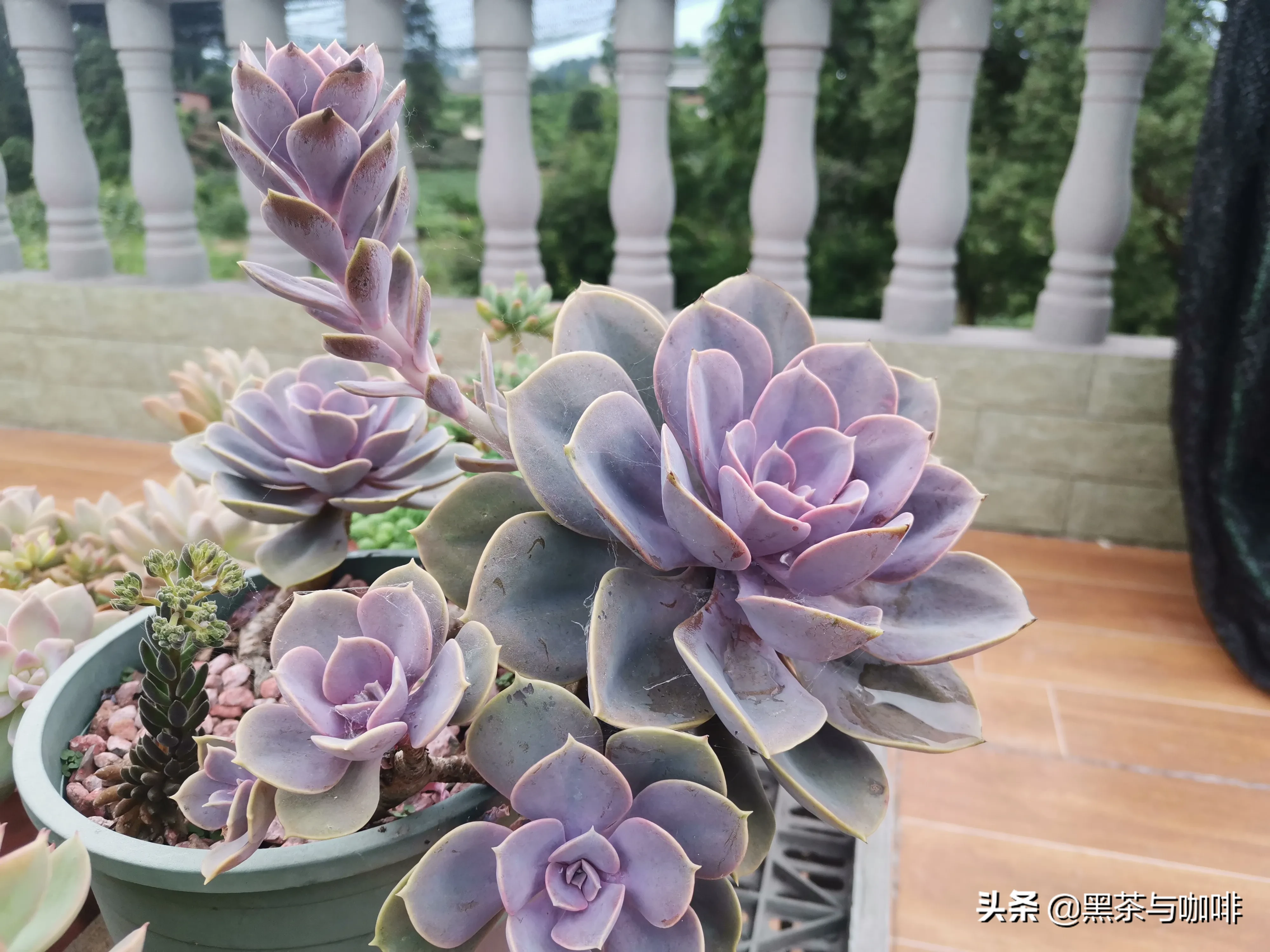 就浅过一下夏天吧 夏日出行记录 多肉植物 紫珍珠紫珍珠是一种景天科拟石莲花属的多肉植物 它的叶片呈莲座形螺旋排列 叶 天天看点