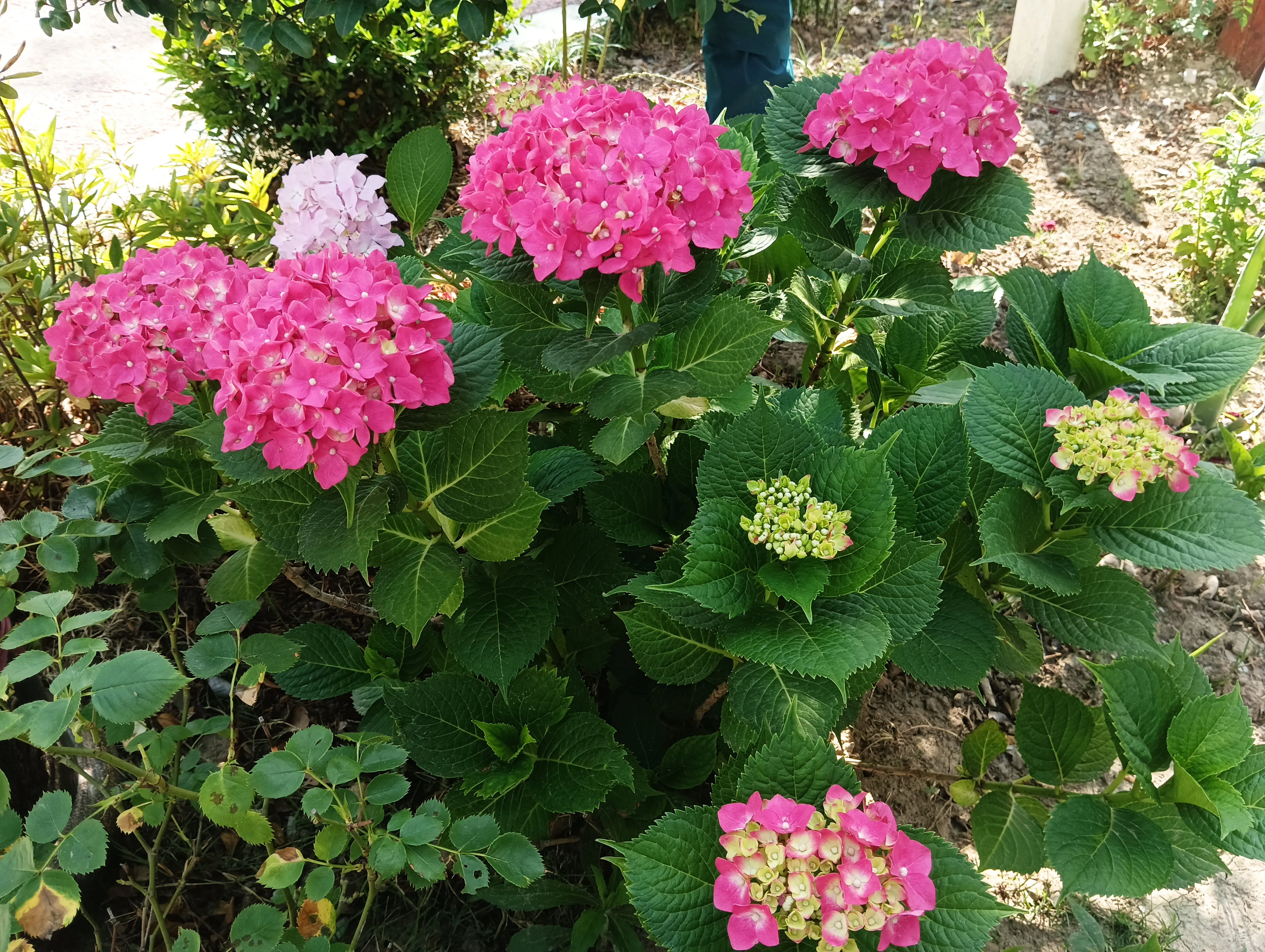小区里的绣球花 烟花 科普一下 绣球花 晚春 夏日开花 像绣球 有多种颜色 又名木绣球 八仙花 紫阳花 绣球荚蒾 花型