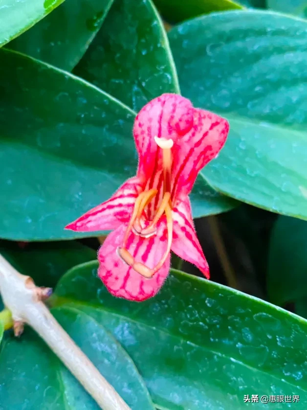 口紅花 芒毛苣苔 芒毛苣苔是苦苣苔家族的一員 花苞似口紅形狀 大紅色的花冠從鐘狀筒形的花萼中慢慢抽出 徜徉在綠葉群中