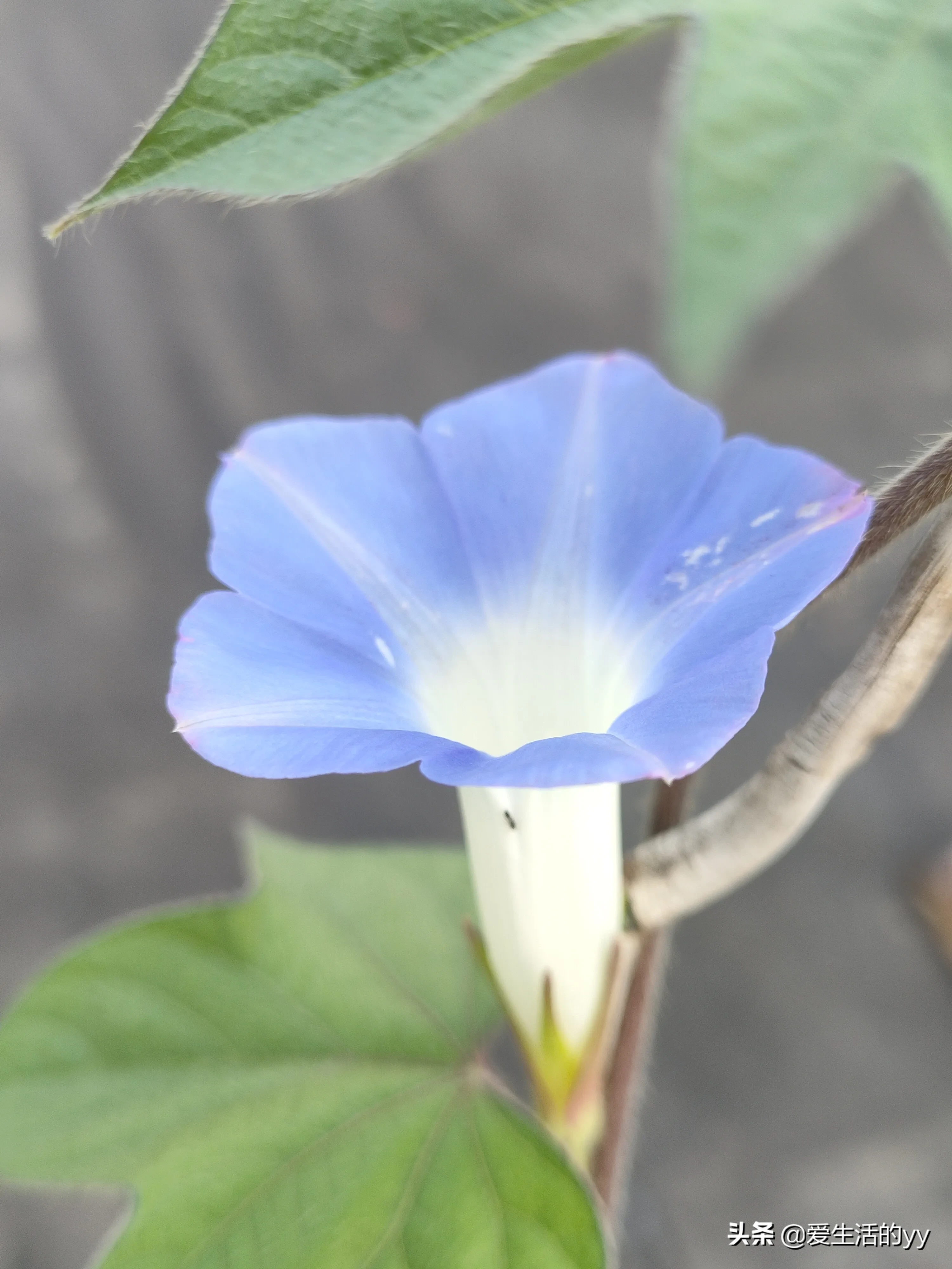 烈日下 牵牛花与五星花竞相开放 蓝色的牵牛花雅致唯美 牵牛花的花语是爱情永固 五星花也叫茑萝花 因花瓣形似五角星而得名 天天看点