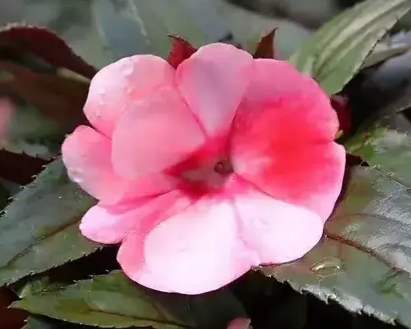 新幾内亞鳳仙花又名五彩鳳仙 四季鳳仙 進口鳳仙原産于非洲熱帶山地色彩豔麗美不勝收 天天看點