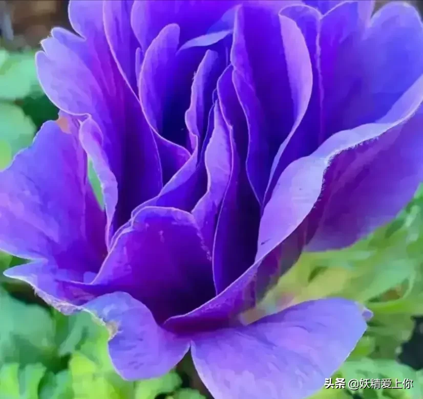 分享圖檔紫色花毛茛優美浪漫 花型别緻宛如彩娟 淡淡清香 圖檔來源于網絡 青春不一樣 風船計劃2 0 謠零零計劃 天天看點