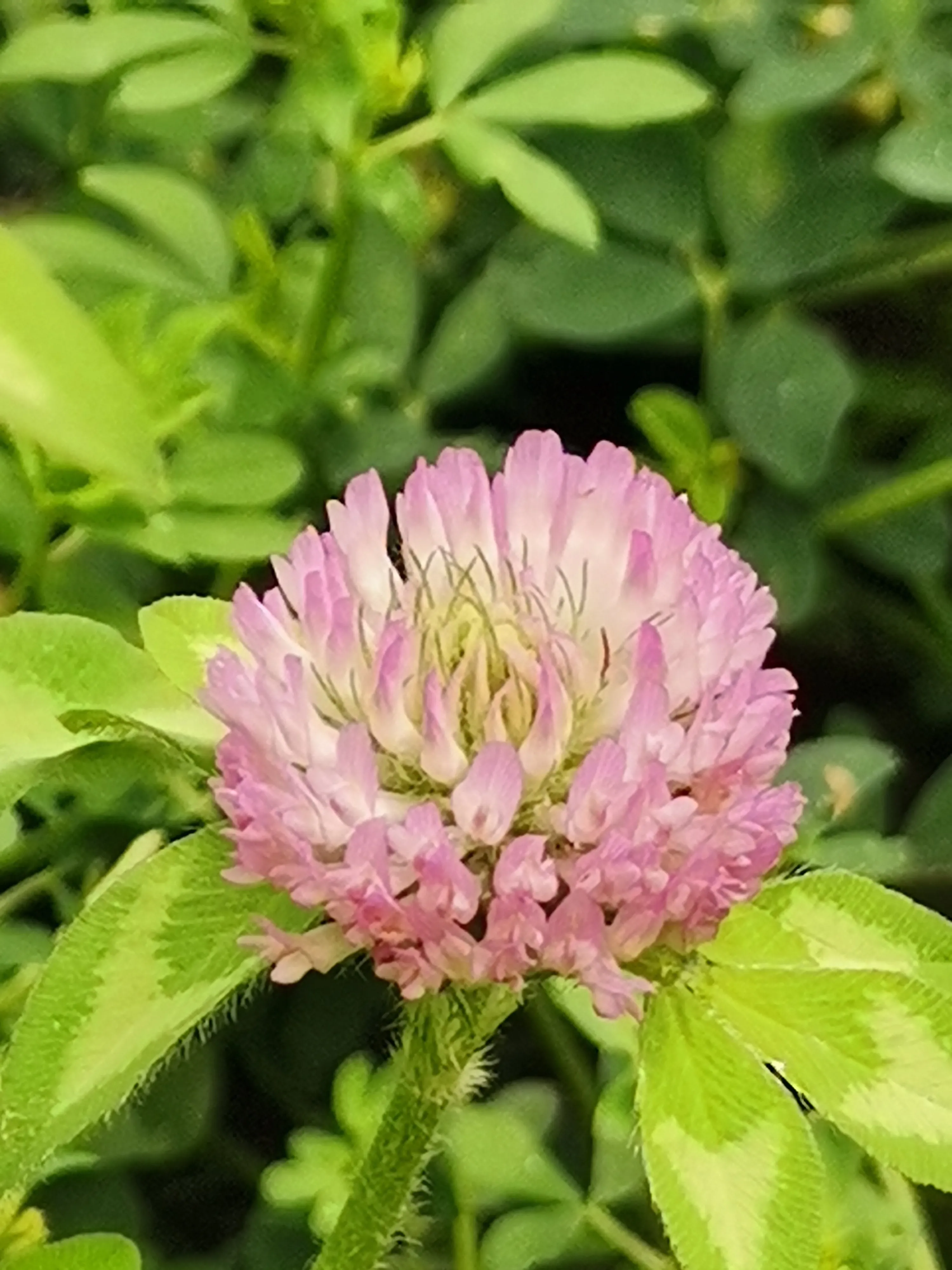 红车轴草 Trifoliumpratensel 为豆科多年生草本植物 又名红三叶 红花苜蓿和三叶草等 原产于欧洲和西亚 天天看点