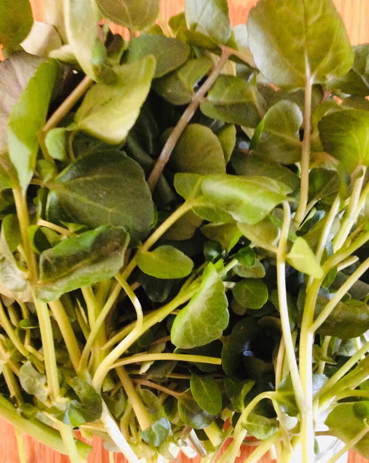 水芹(oenanthe javanica bl. dc.)是伞形科