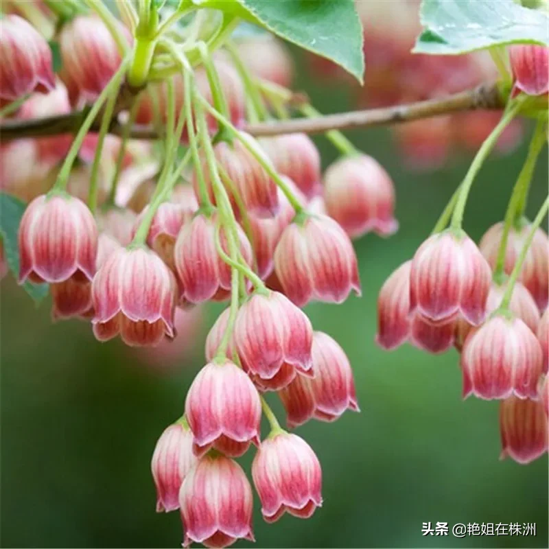 分享生活 圖檔欣賞 風鈴花風鈴花 錦葵科風鈴花 學名 Abutilonstriatumdickson 又名紋瓣懸鈴花 天天看點