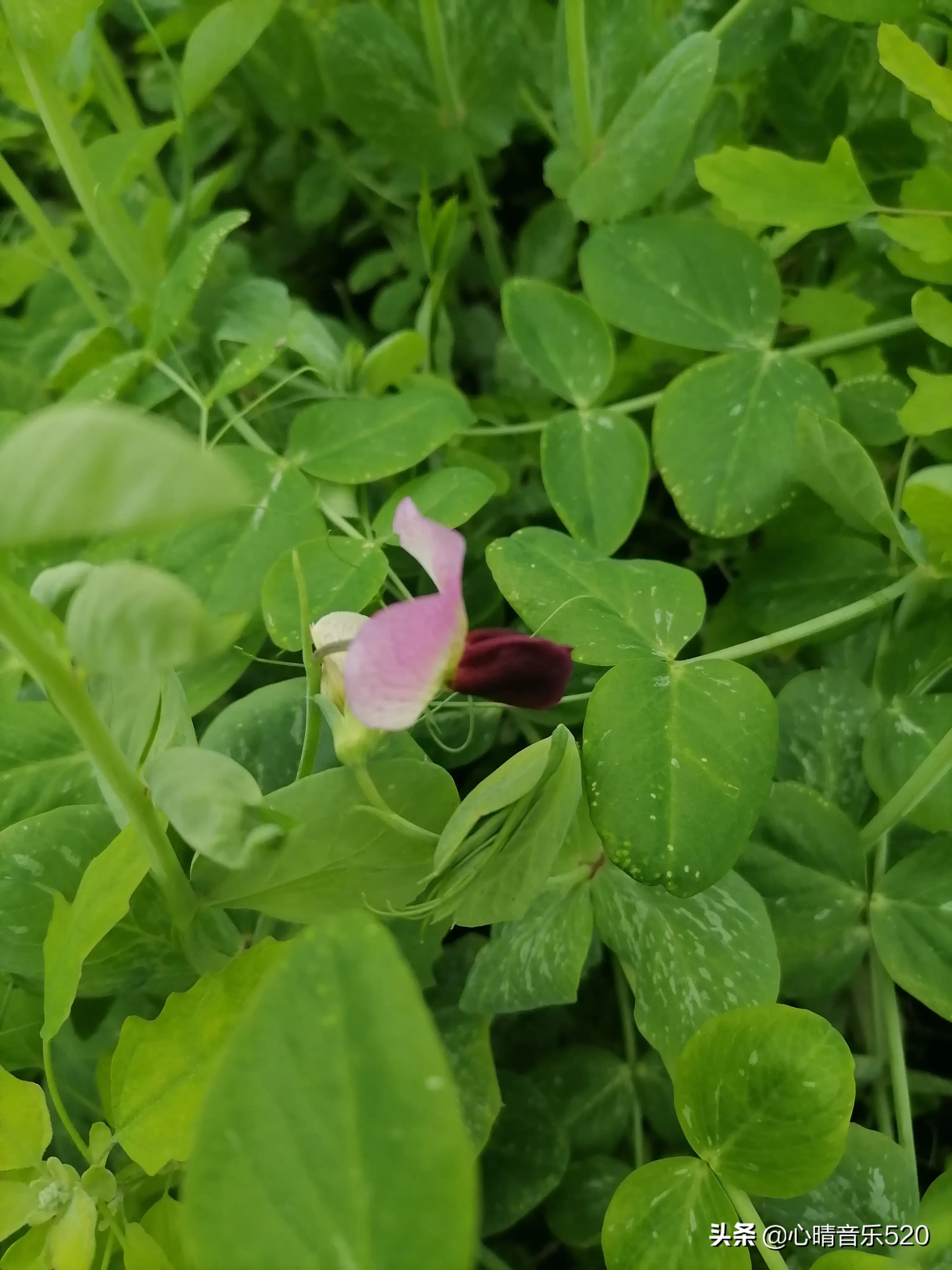 纯绿色有机菜 春暖花开的季节 捕捉小菜园美好的瞬间 筒蒿花 油菜花 鬼针草花 紫莴笋 碗豆花 小白菜 大介菜花 这两天